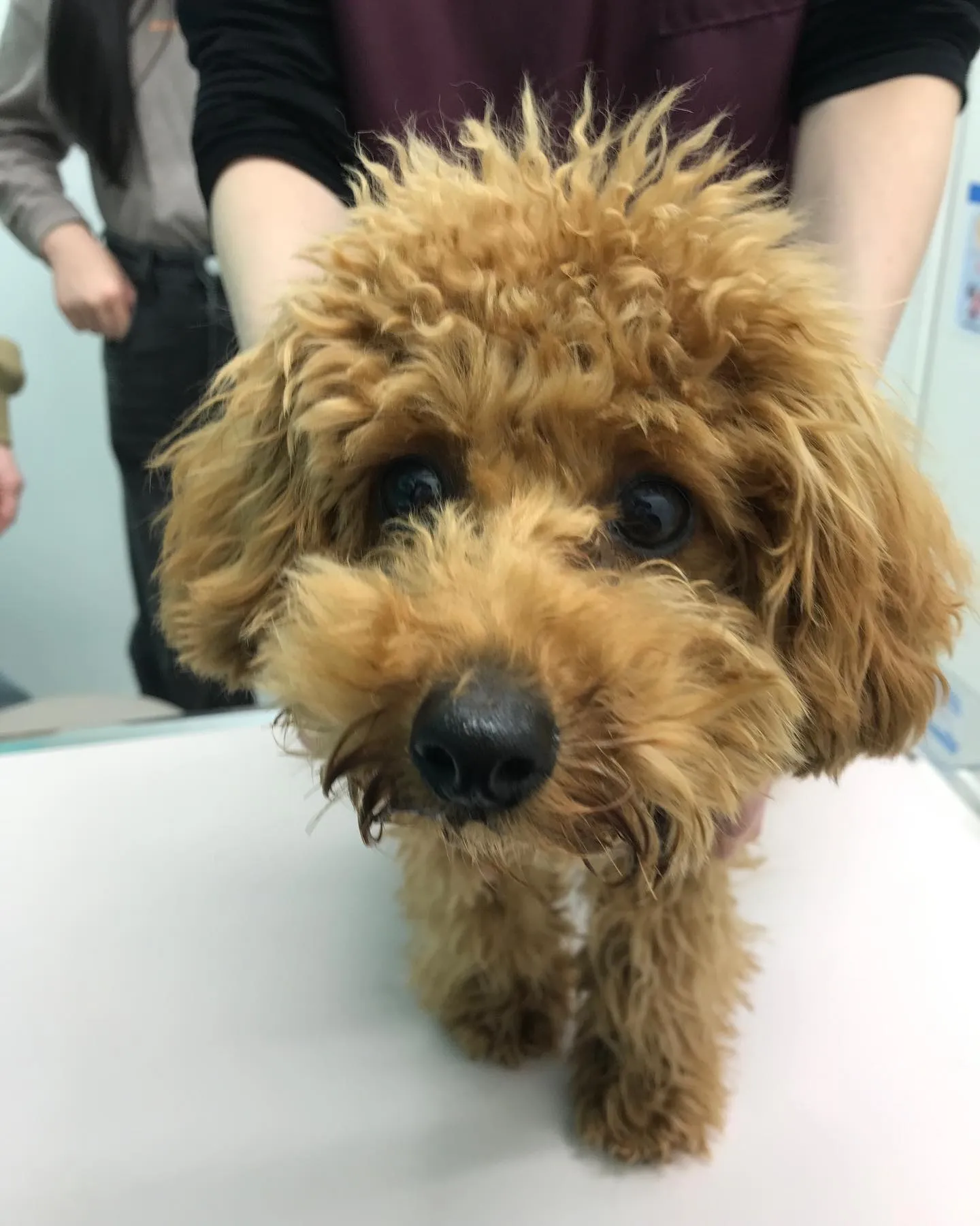 【去勢手術　犬ちゃん】