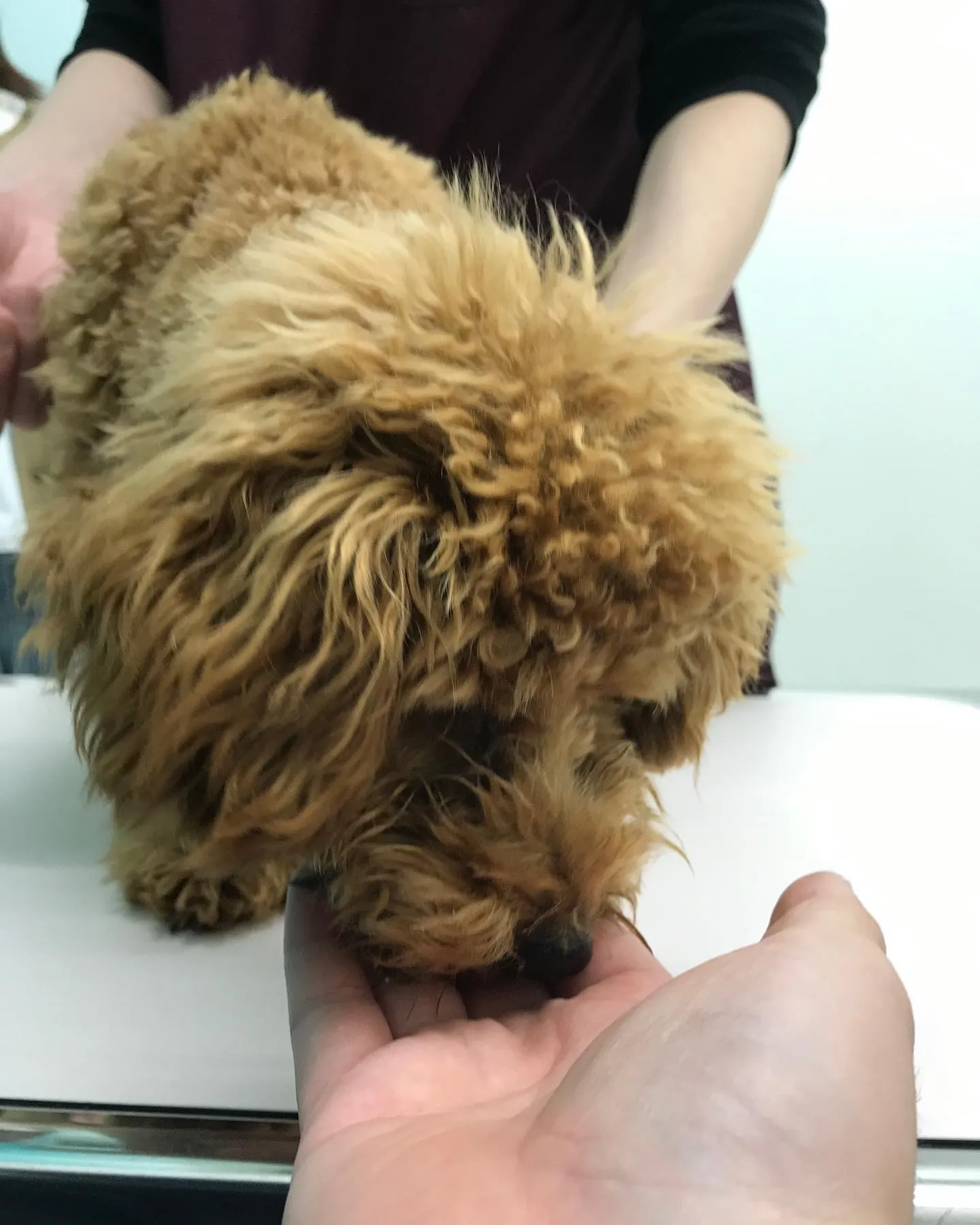 【去勢手術　犬ちゃん】