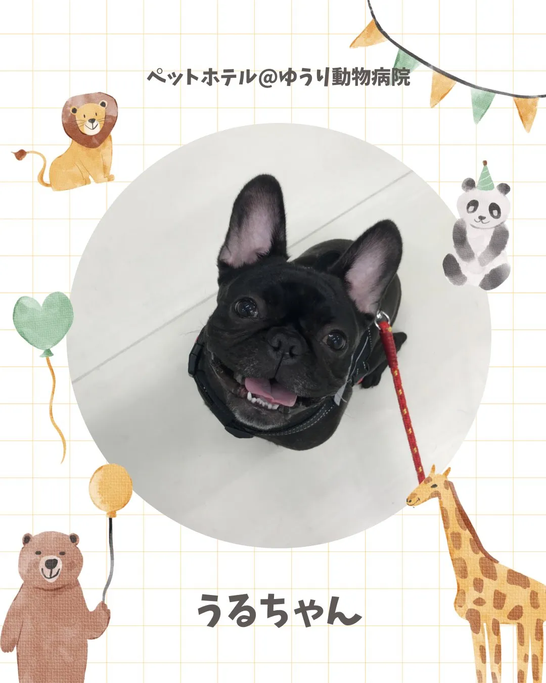 【ペットホテル　犬ちゃん】