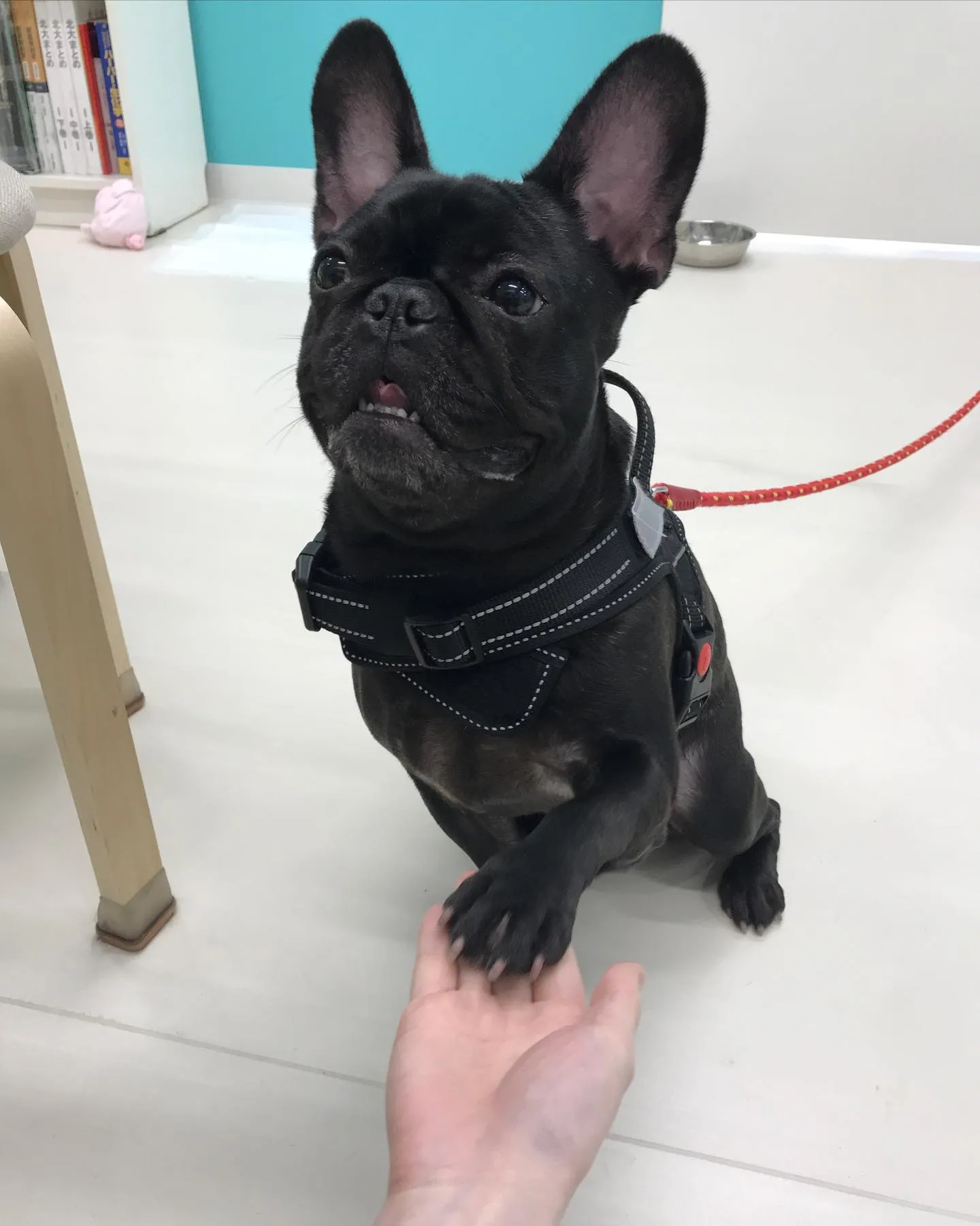 【ペットホテル　犬ちゃん】