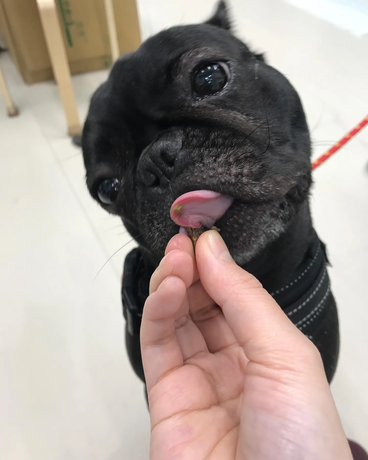 【ペットホテル　犬ちゃん】