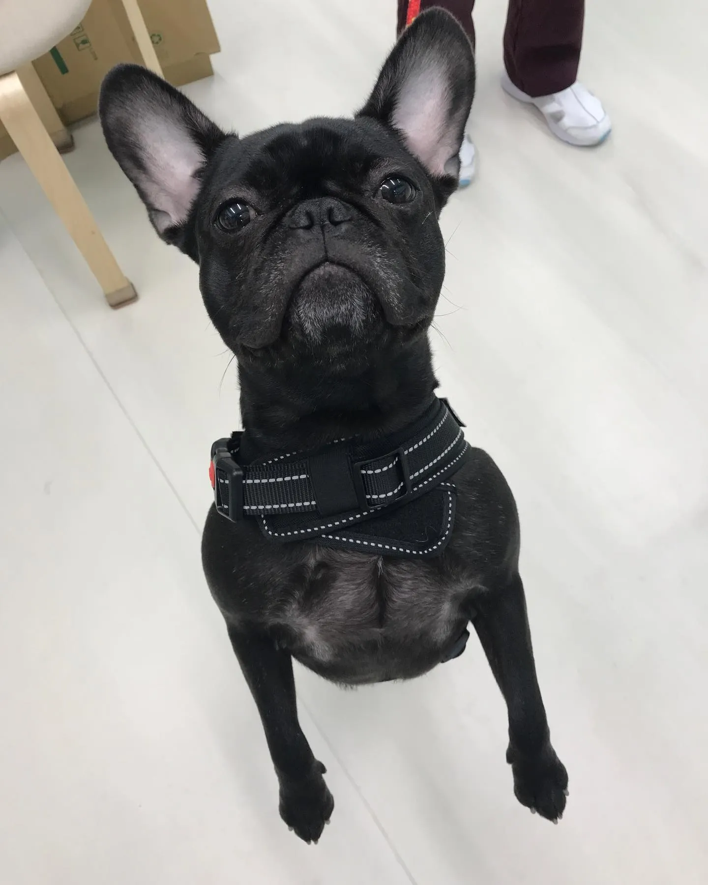 【ペットホテル　犬ちゃん】