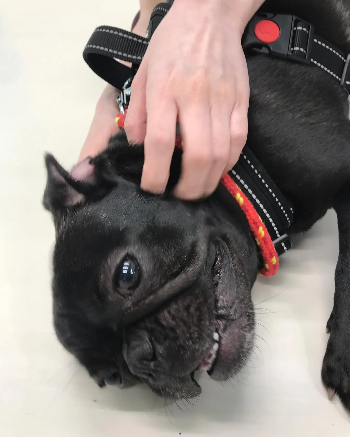 【ペットホテル　犬ちゃん】
