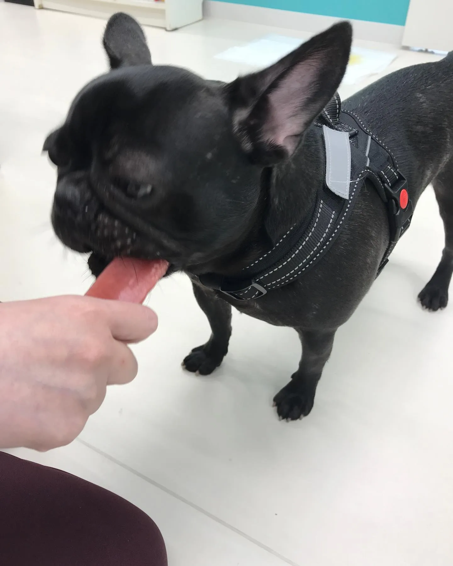 【ペットホテル　犬ちゃん】