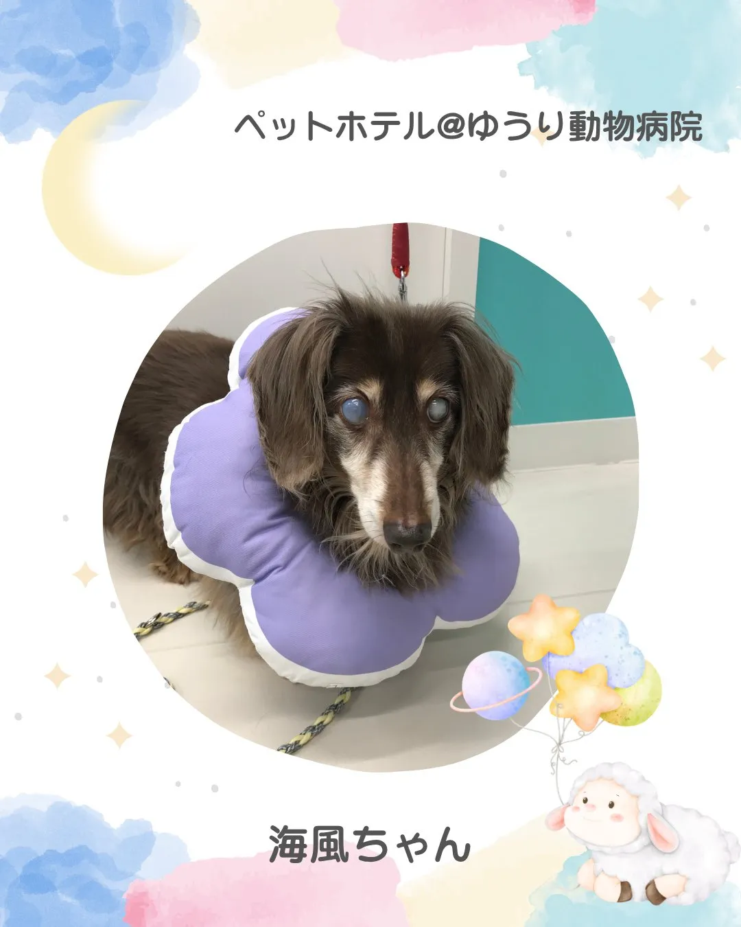 【ペットホテル　犬ちゃん】
