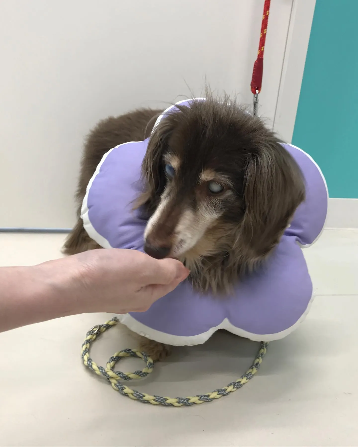 【ペットホテル　犬ちゃん】