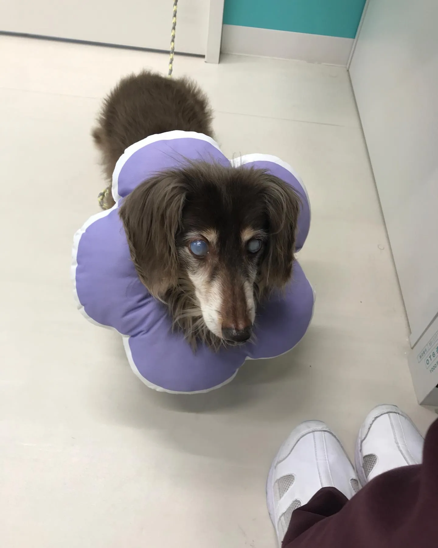 【ペットホテル　犬ちゃん】