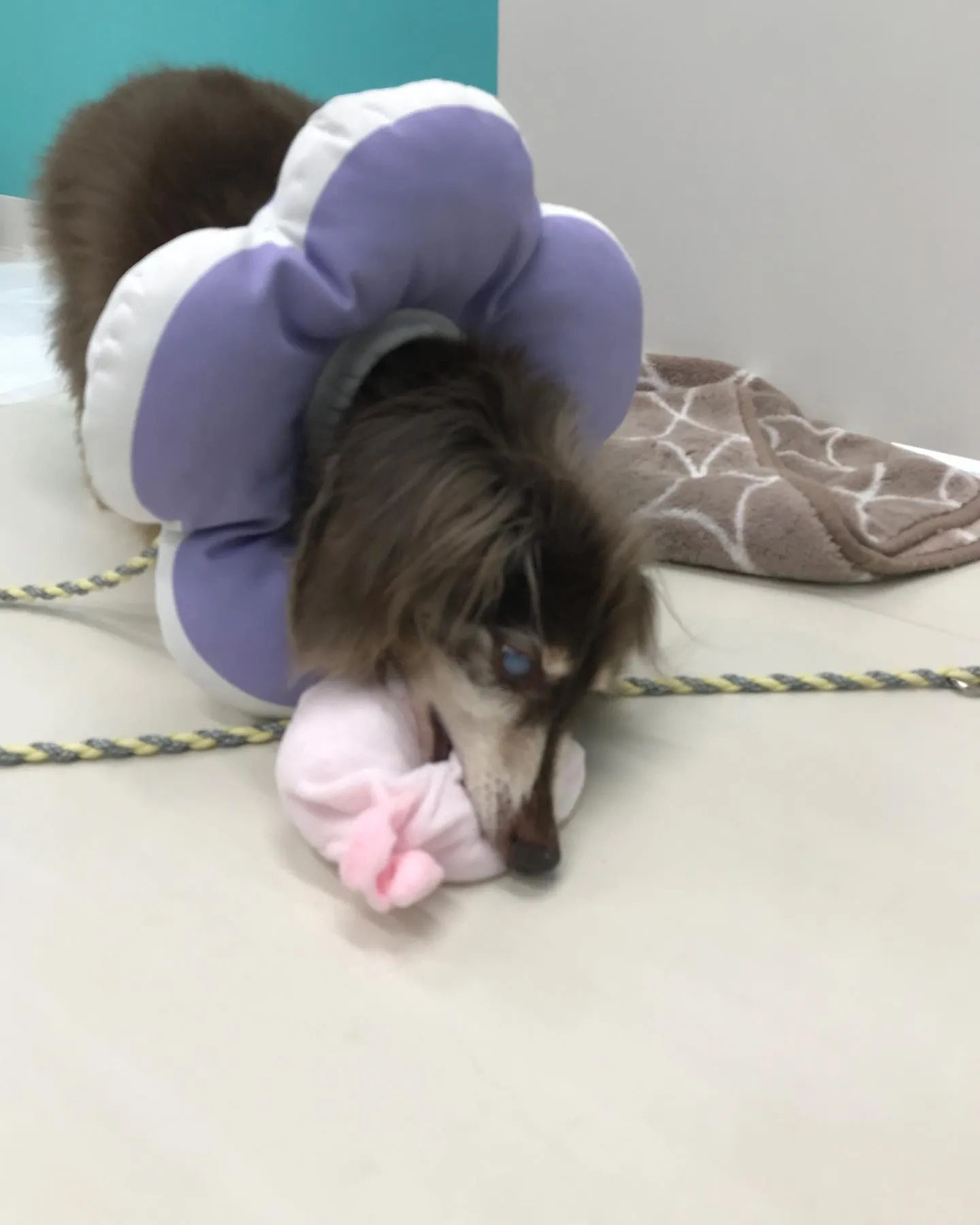 【ペットホテル　犬ちゃん】
