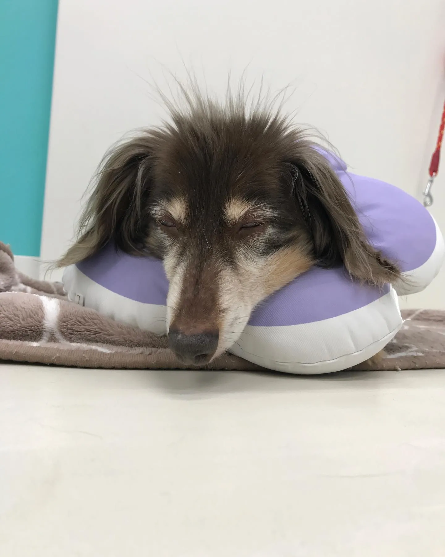 【ペットホテル　犬ちゃん】