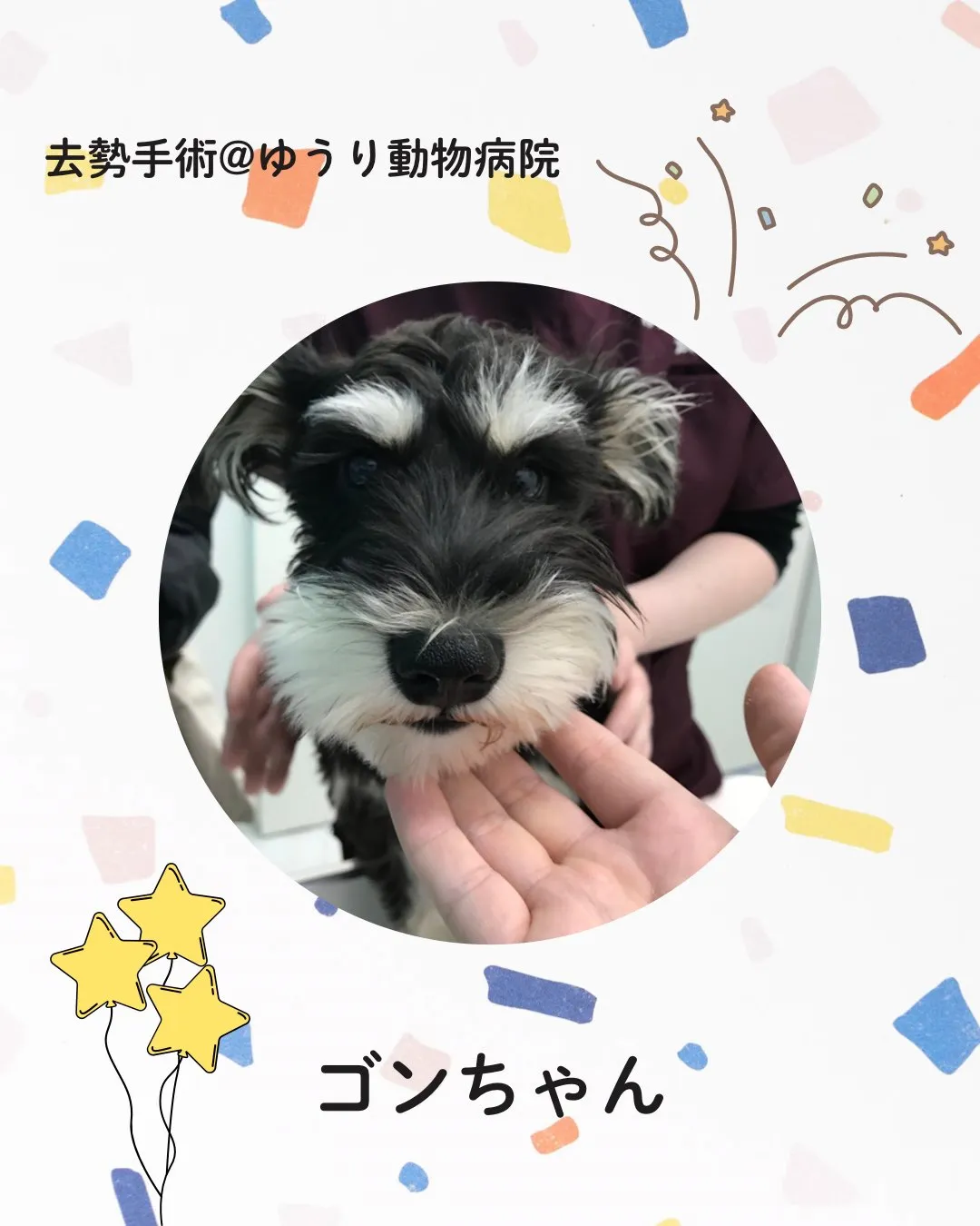 【去勢手術　犬ちゃん】