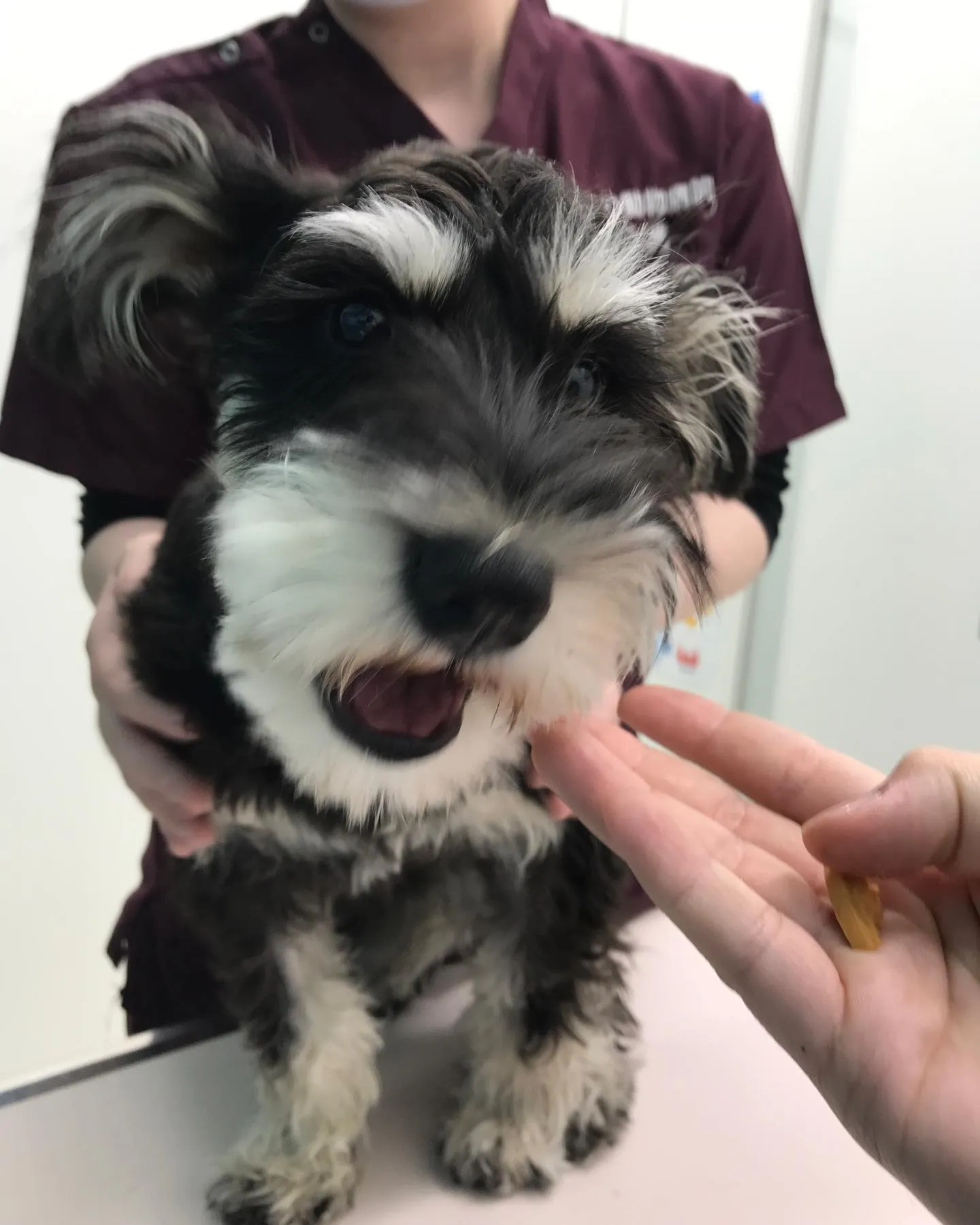【去勢手術　犬ちゃん】