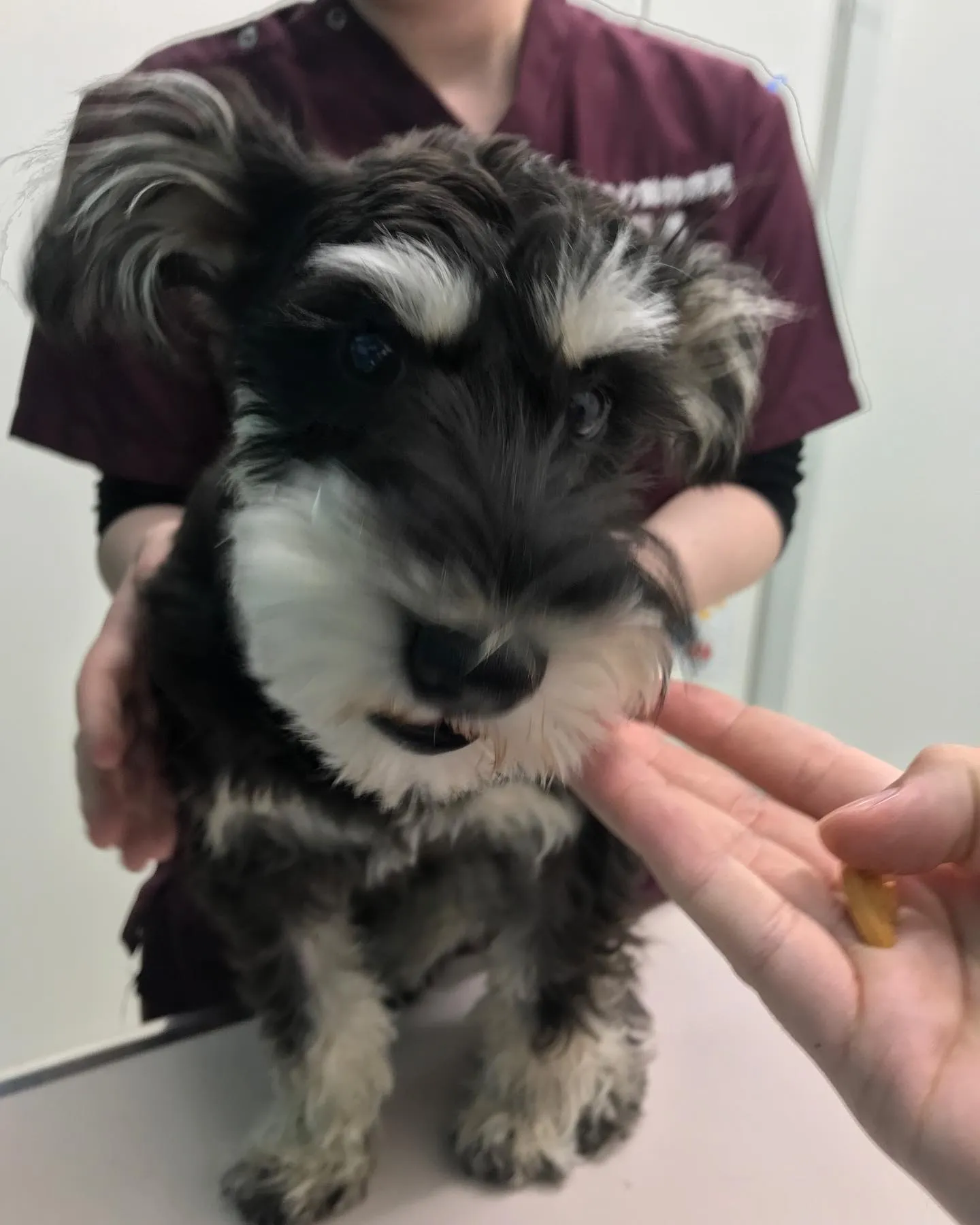 【去勢手術　犬ちゃん】