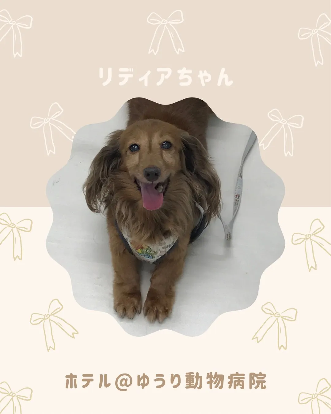 【ペットホテル　犬ちゃん】