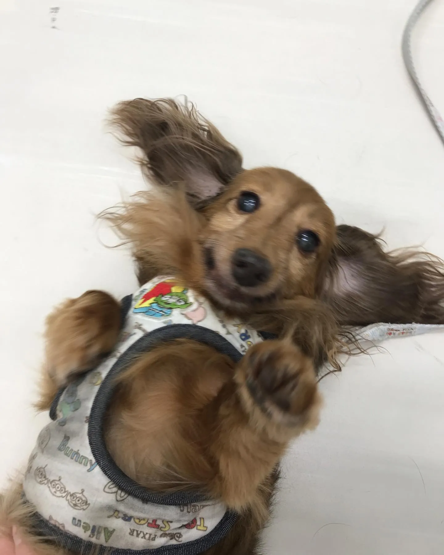 【ペットホテル　犬ちゃん】