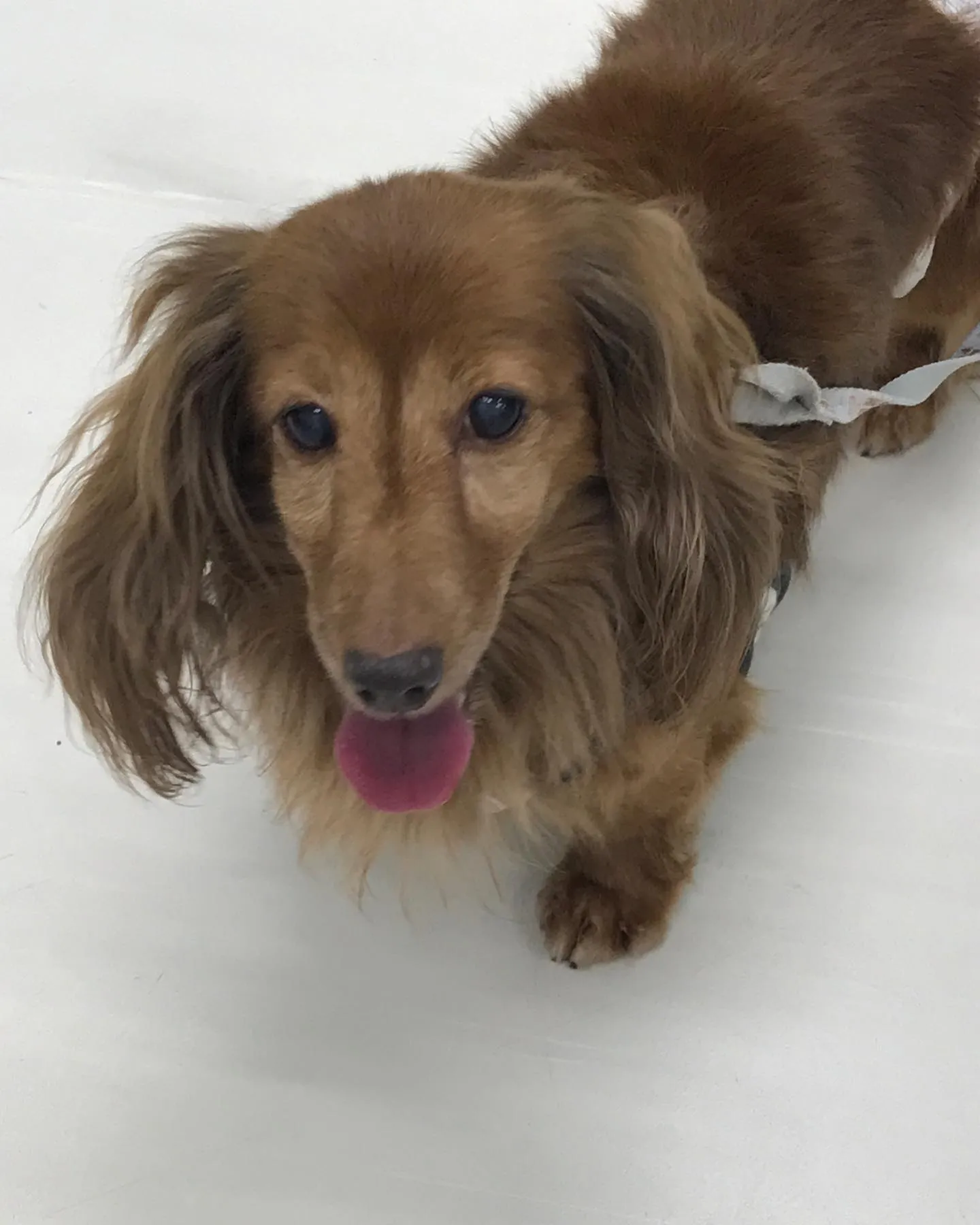 【ペットホテル　犬ちゃん】