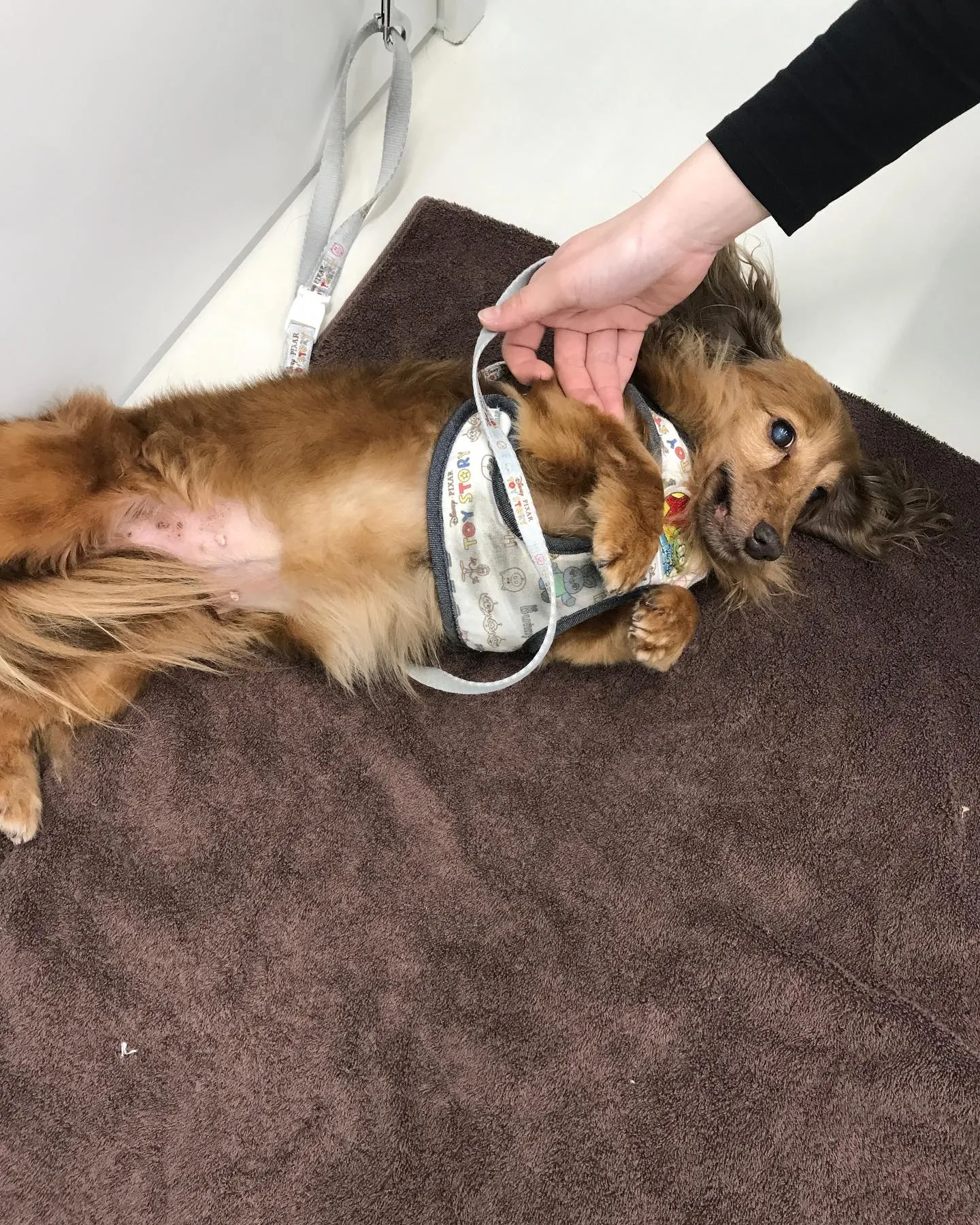 【ペットホテル　犬ちゃん】