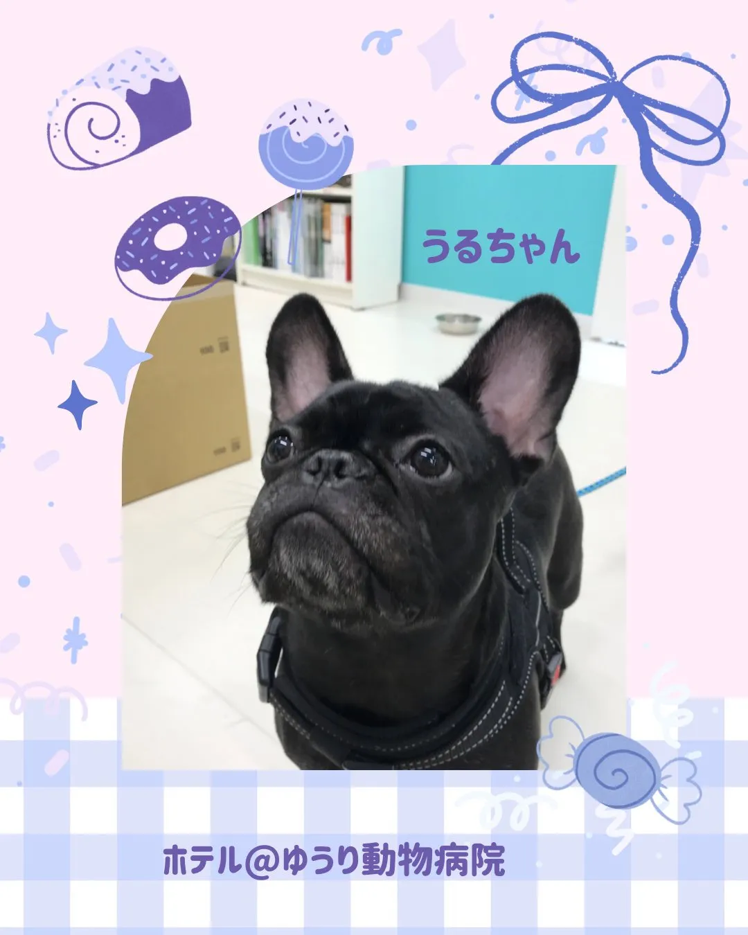 【ペットホテル 犬ちゃん】