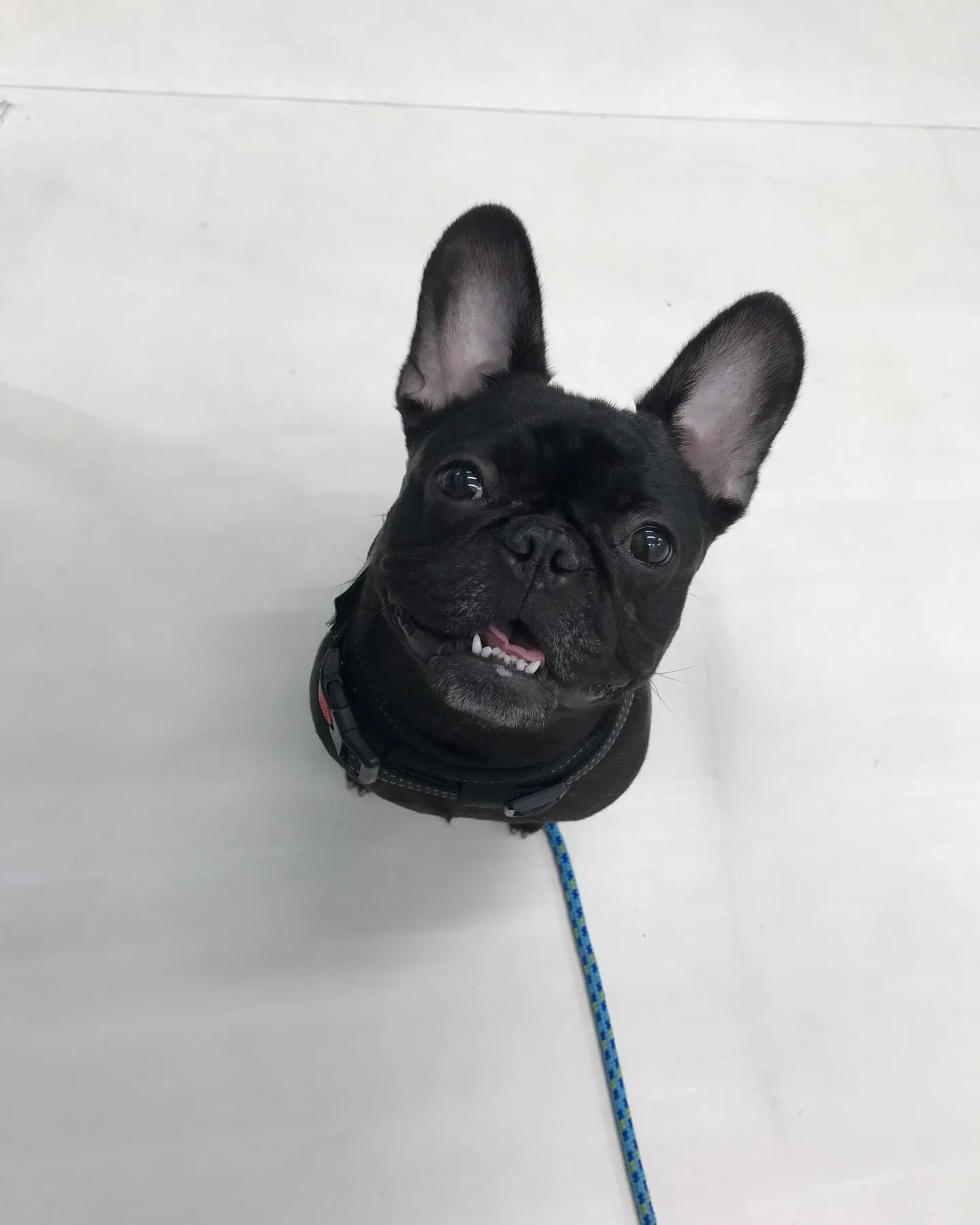 【ペットホテル 犬ちゃん】