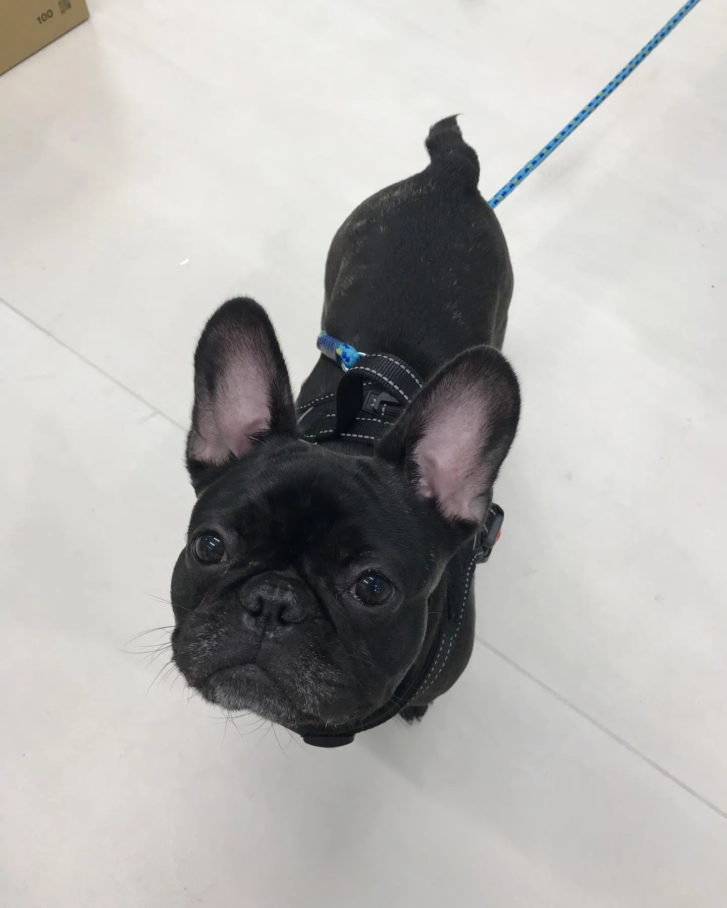 【ペットホテル 犬ちゃん】