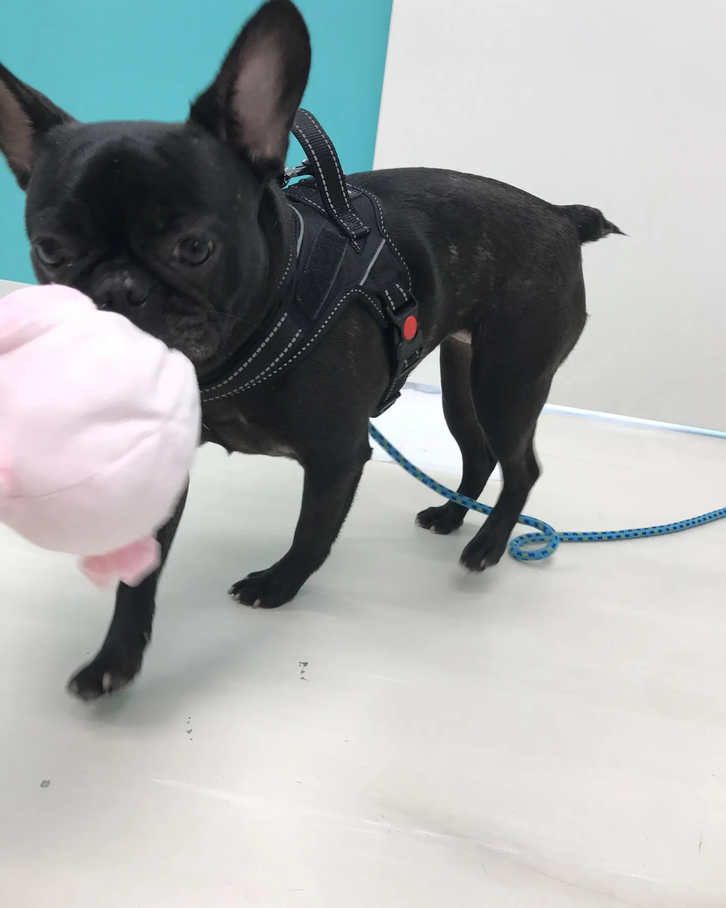 【ペットホテル 犬ちゃん】