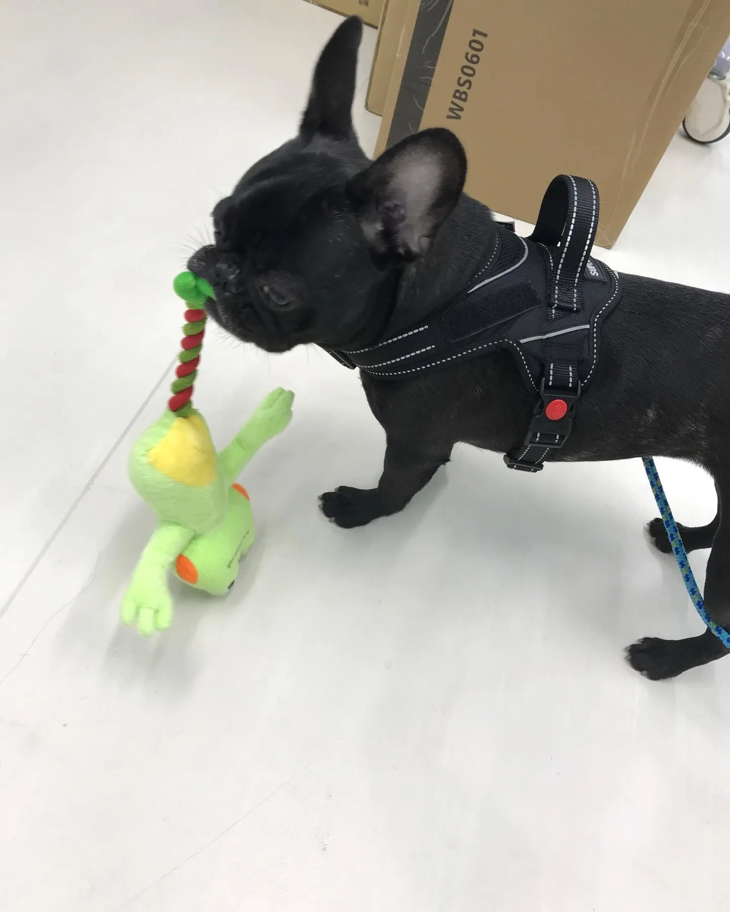 【ペットホテル 犬ちゃん】