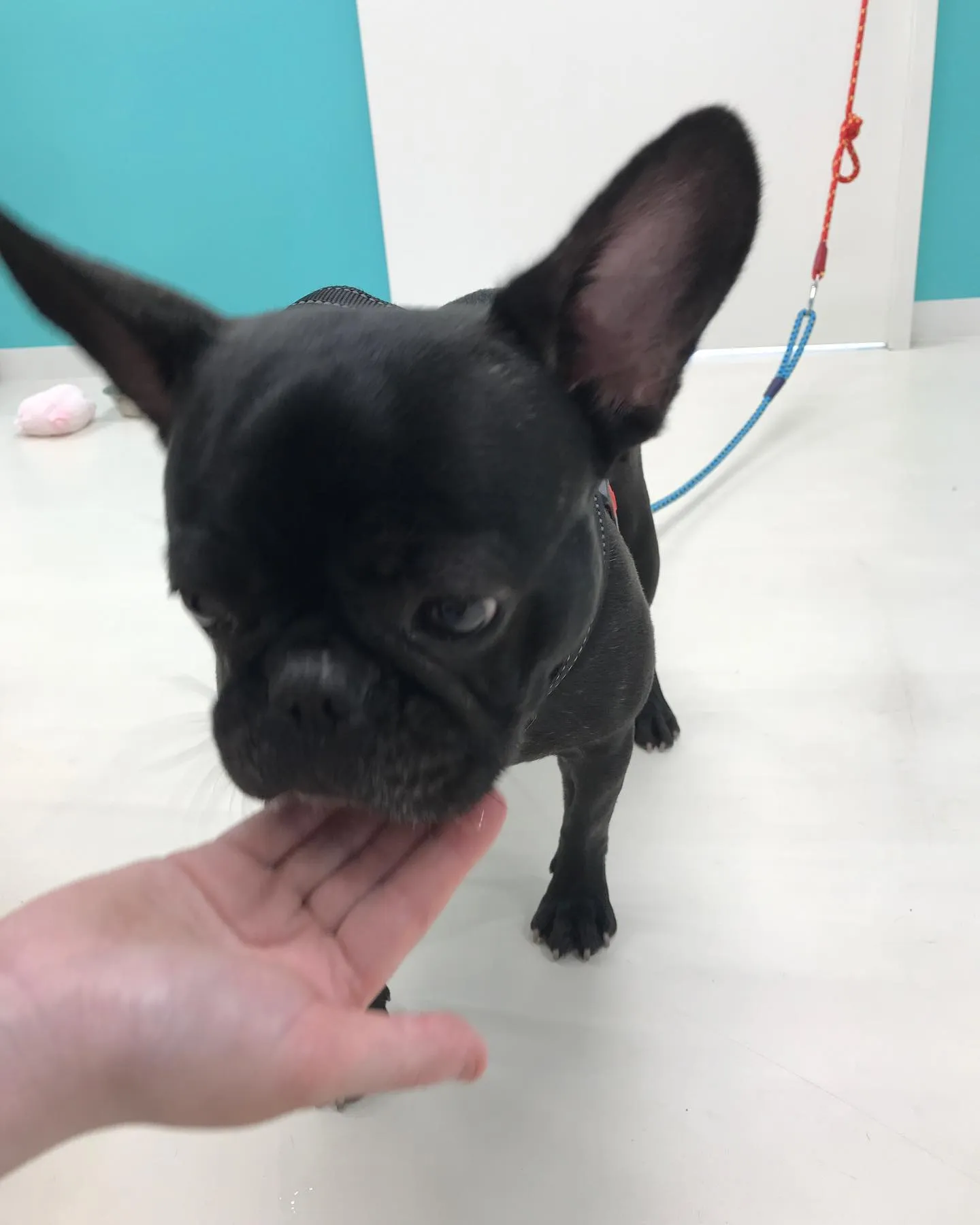 【ペットホテル 犬ちゃん】