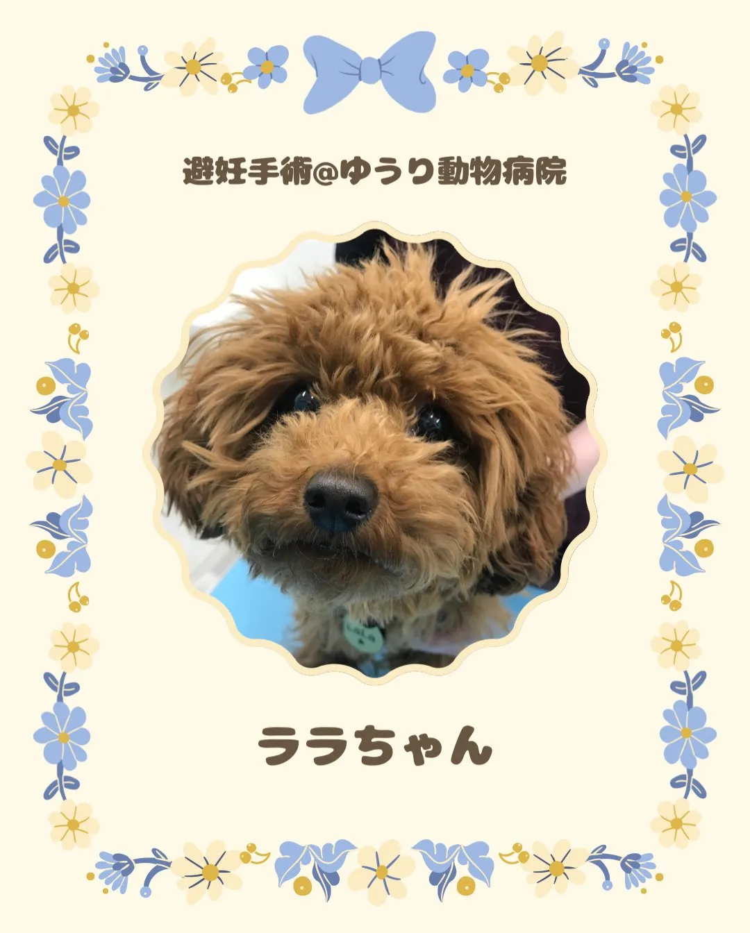 【避妊手術　犬ちゃん】