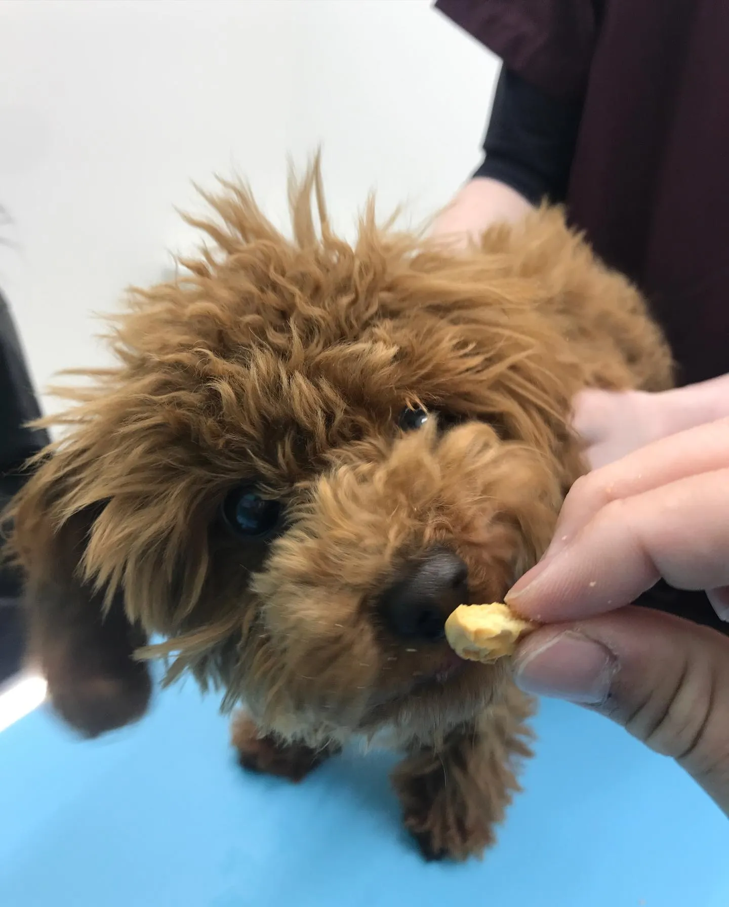【避妊手術 犬ちゃん】