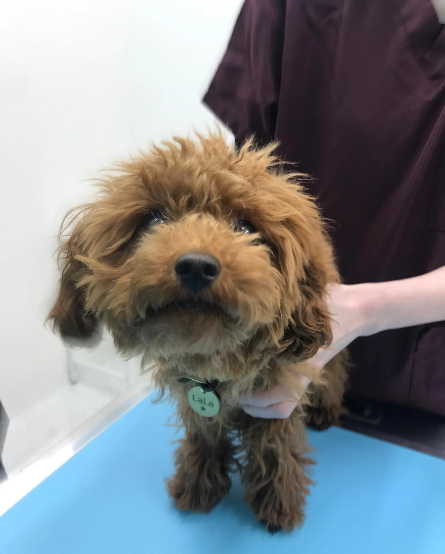 【避妊手術 犬ちゃん】