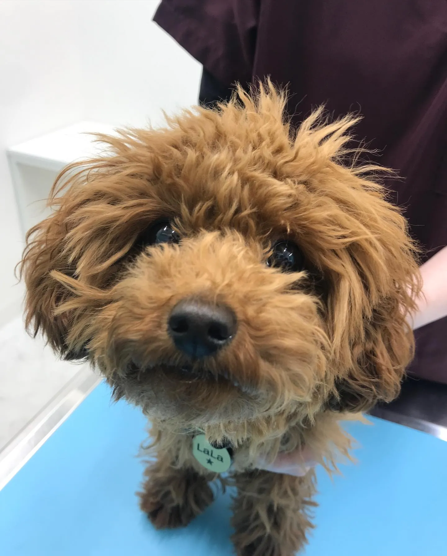 【避妊手術 犬ちゃん】
