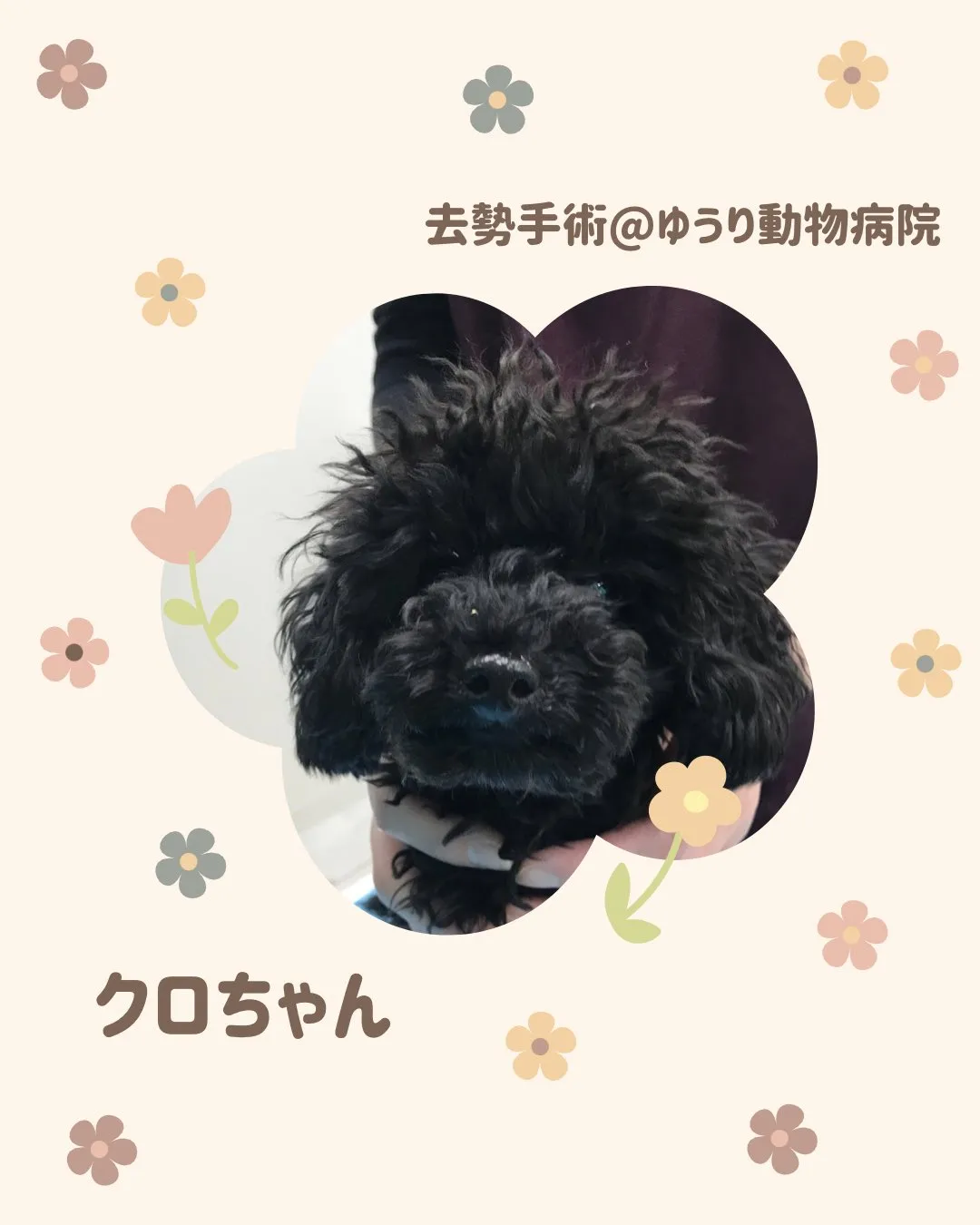 【去勢手術 犬ちゃん】