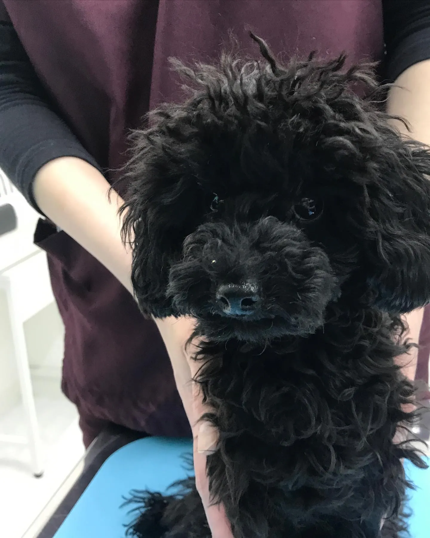 【去勢手術 犬ちゃん】