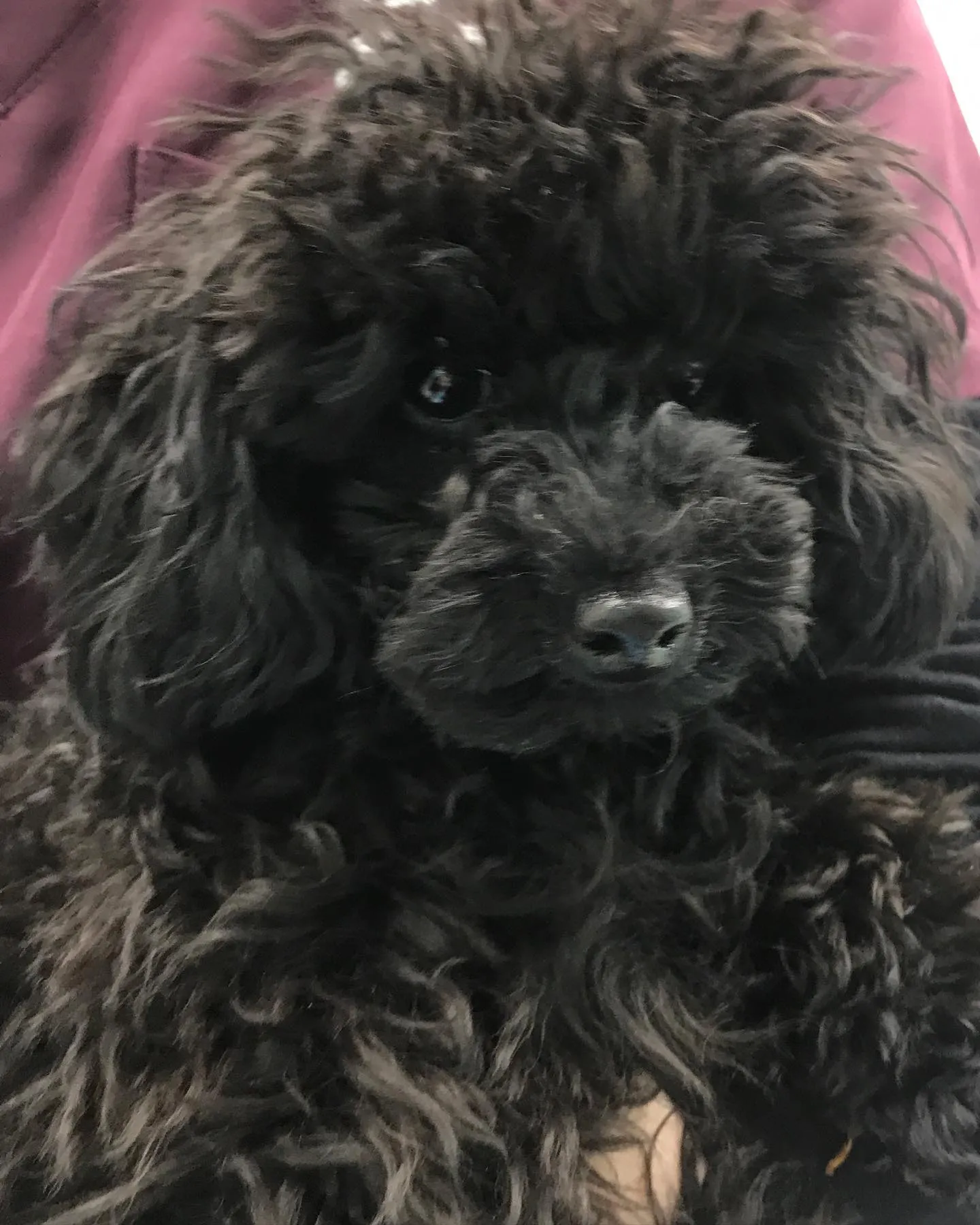 【去勢手術 犬ちゃん】
