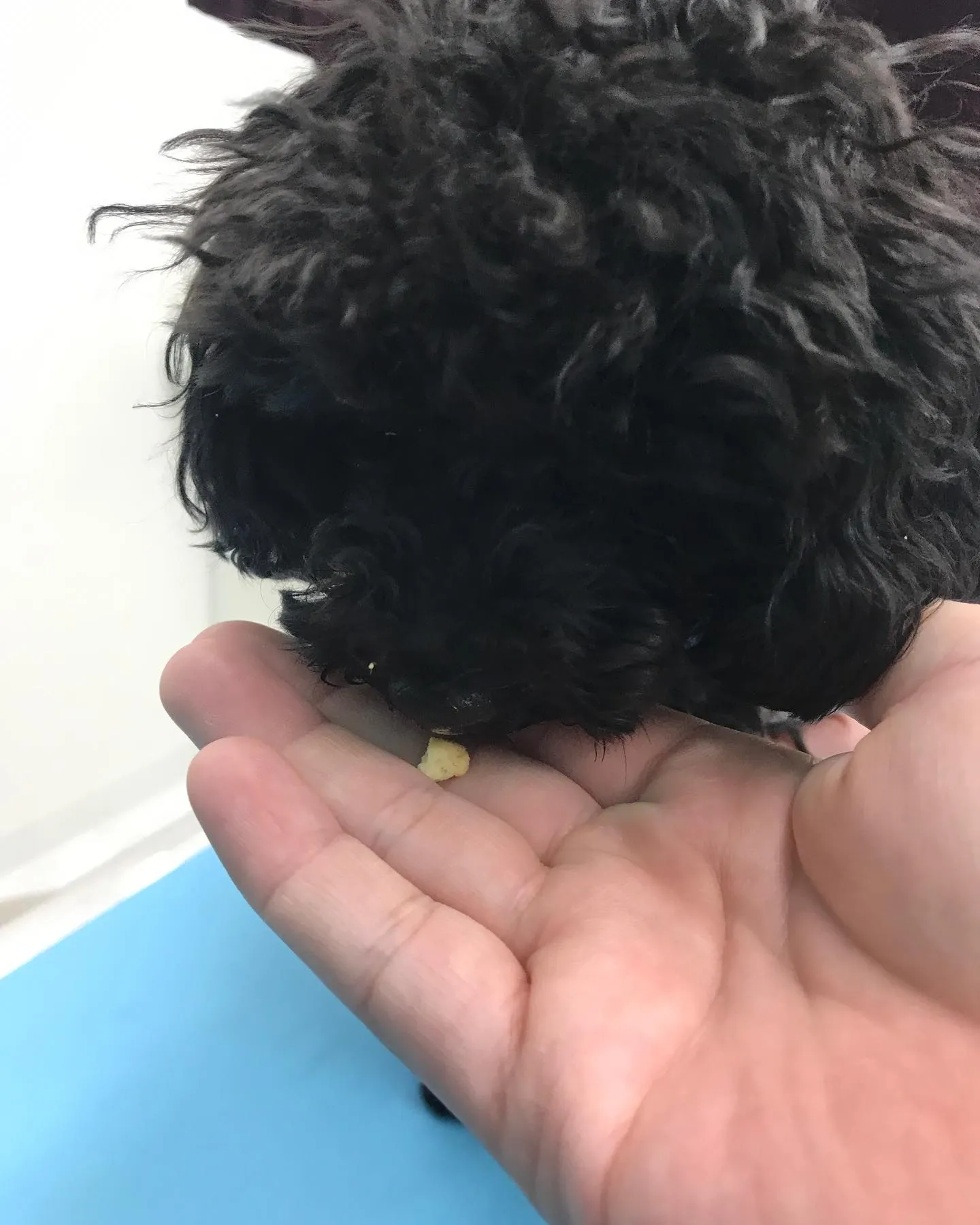 【去勢手術 犬ちゃん】