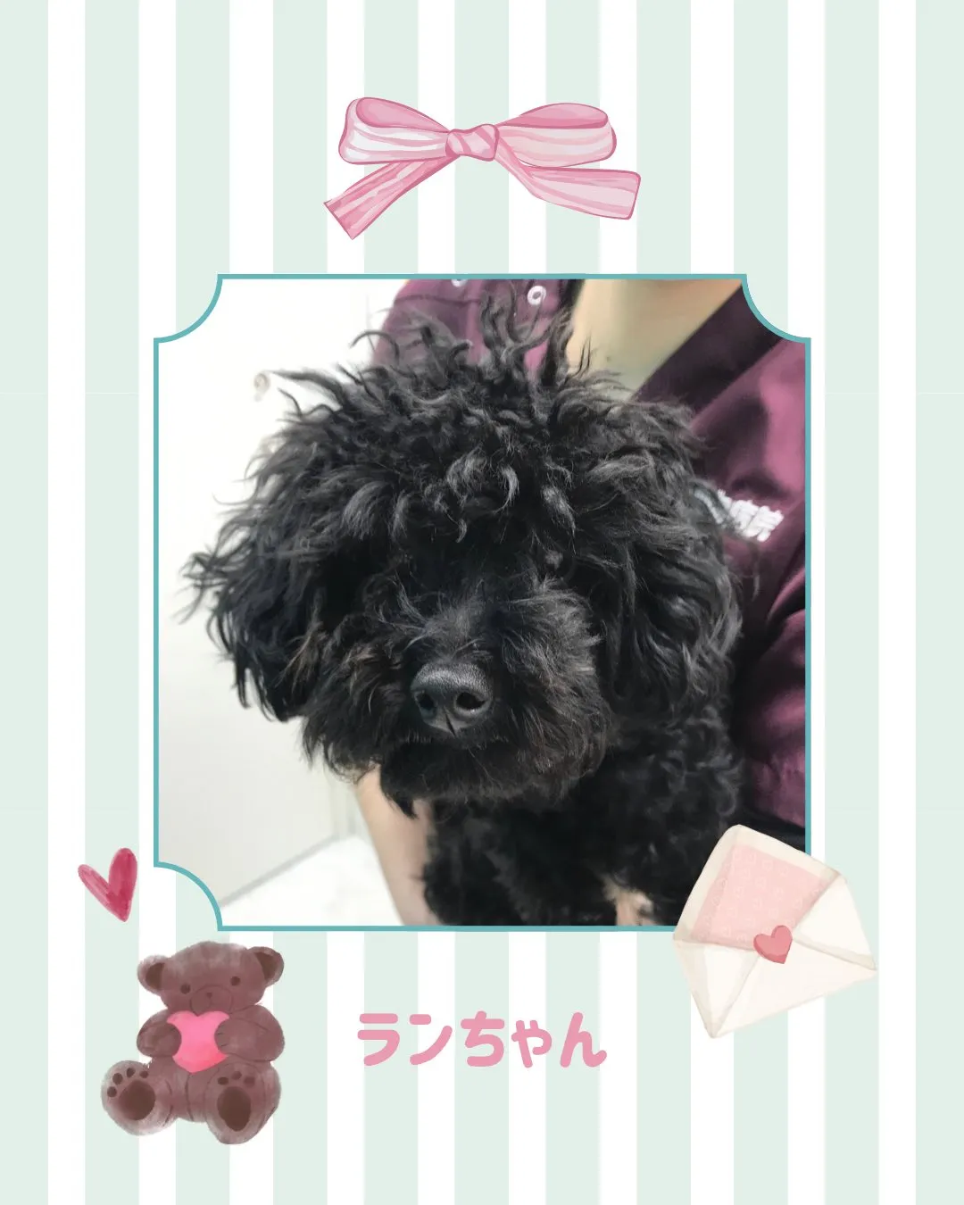 【避妊手術 犬ちゃん】
