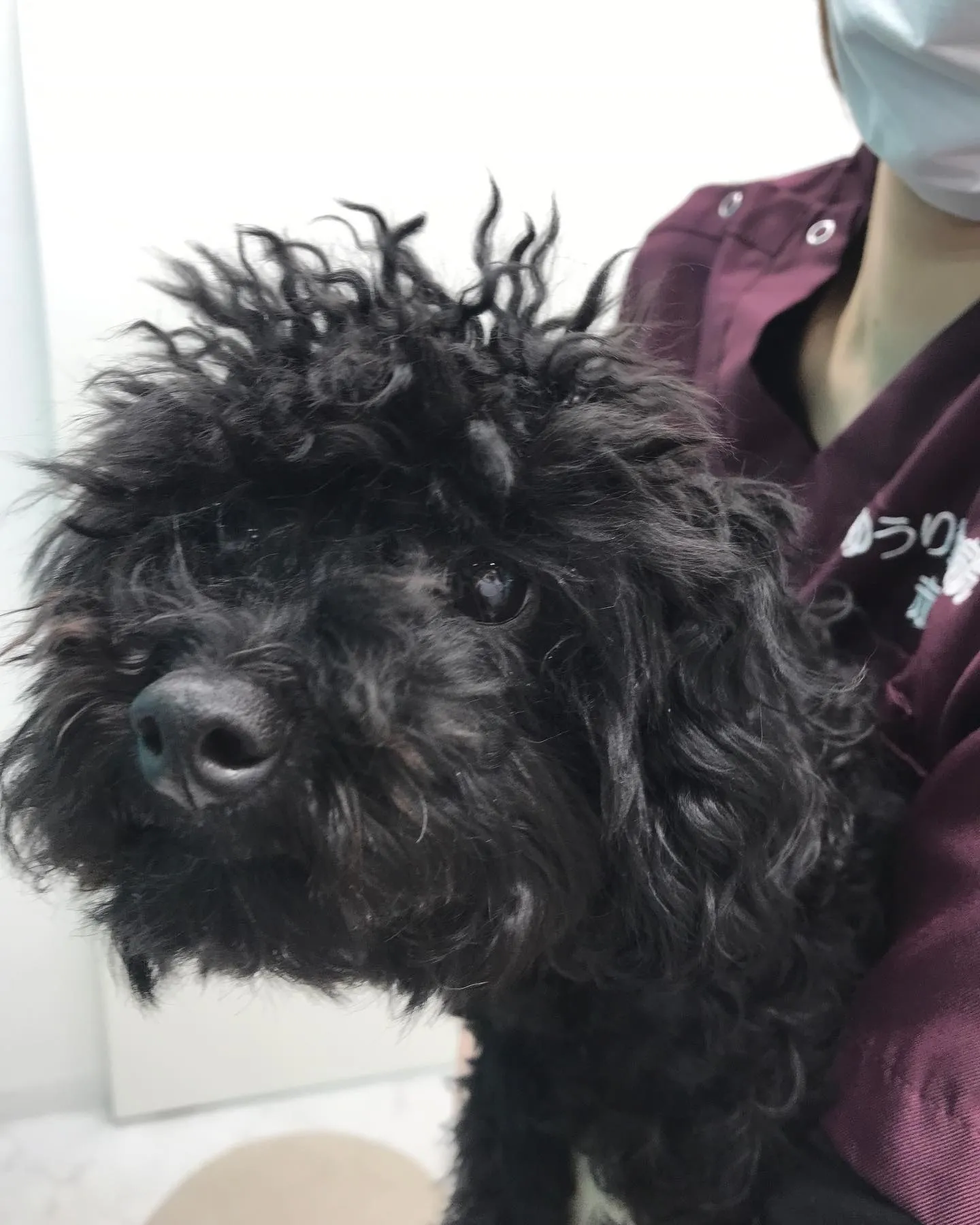 【避妊手術 犬ちゃん】