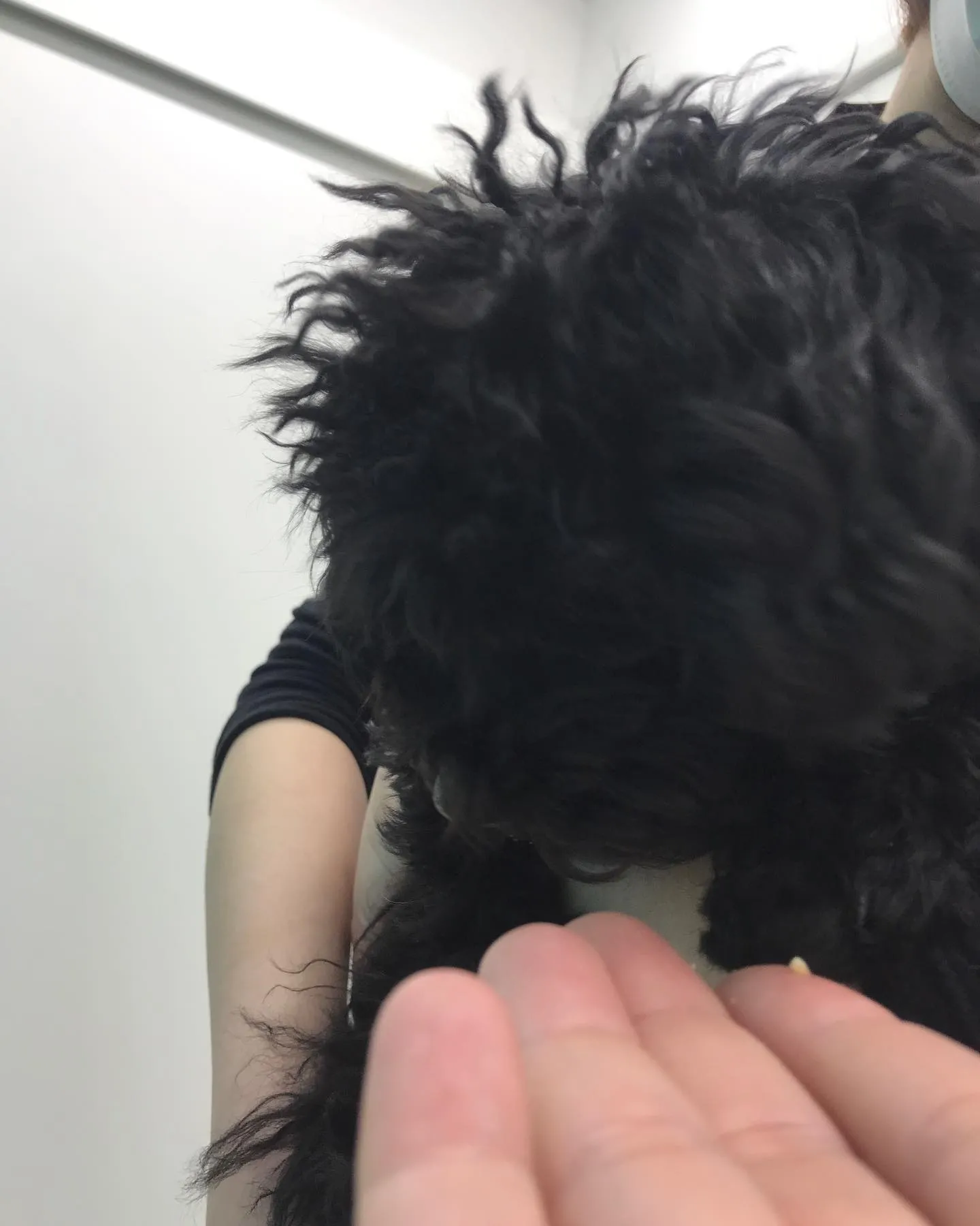 【避妊手術 犬ちゃん】
