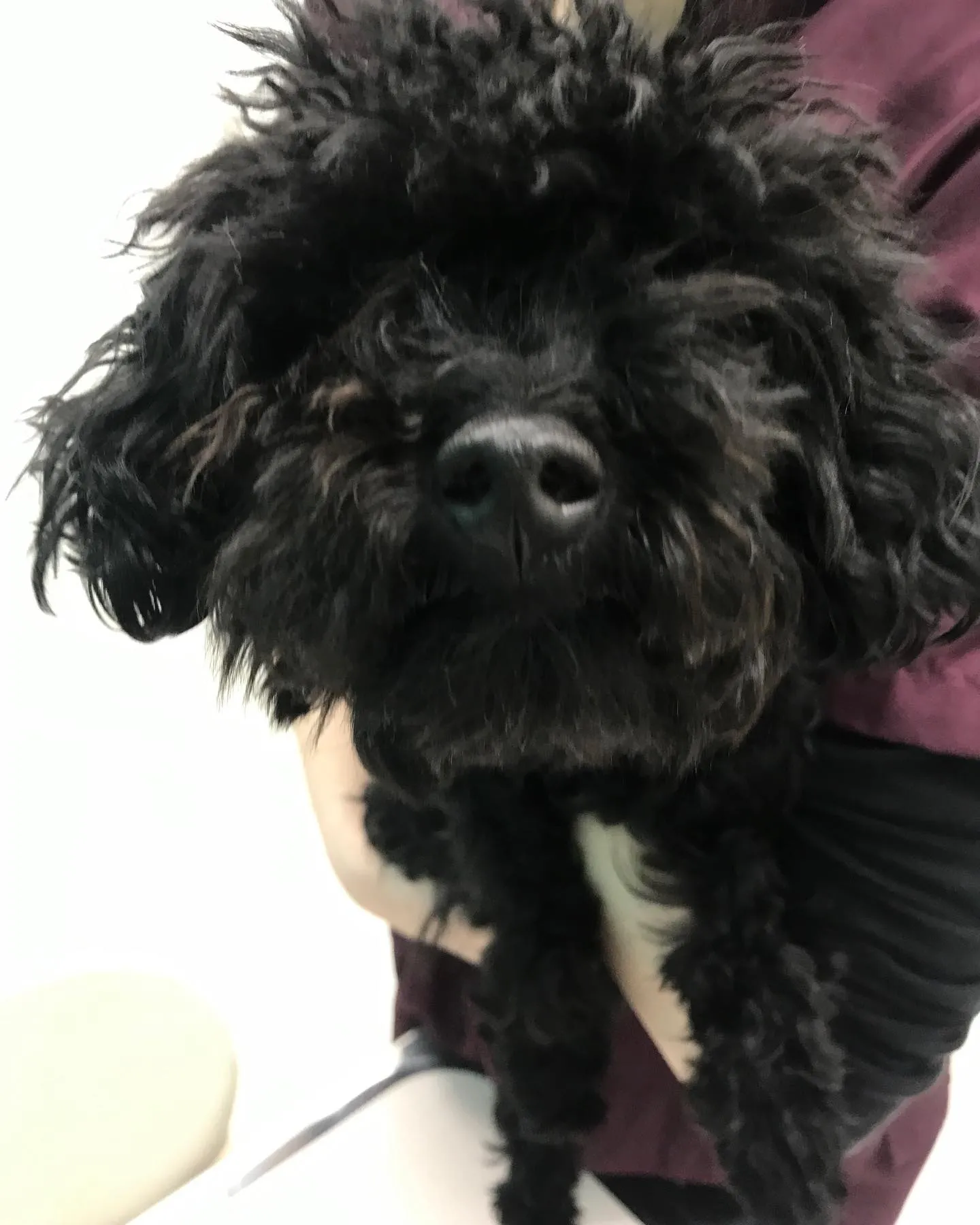 【避妊手術 犬ちゃん】