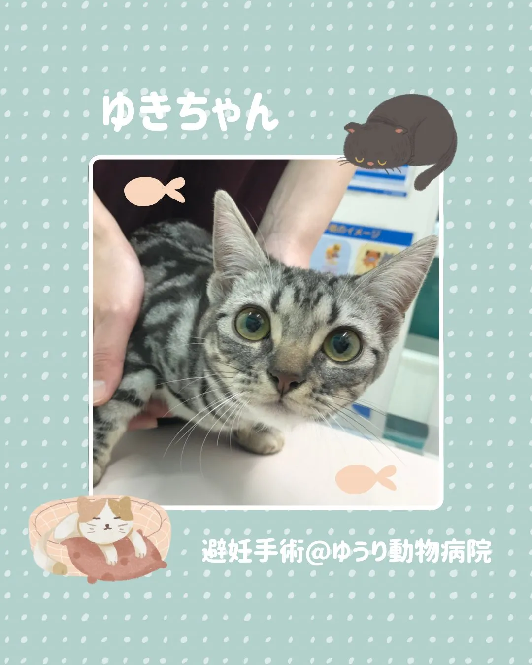 【避妊手術 猫ちゃん】