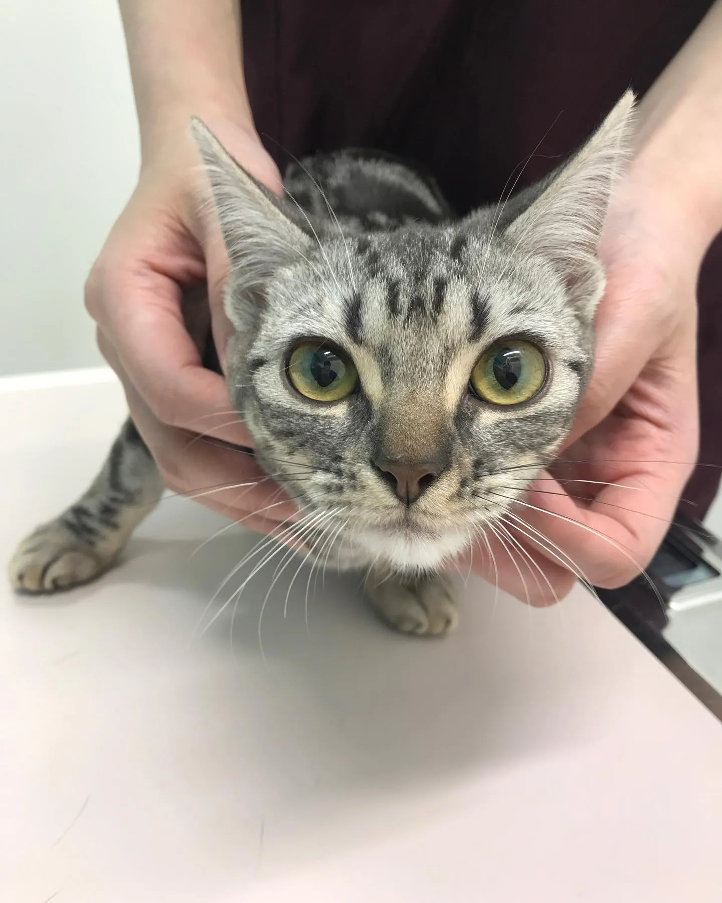 【避妊手術 猫ちゃん】