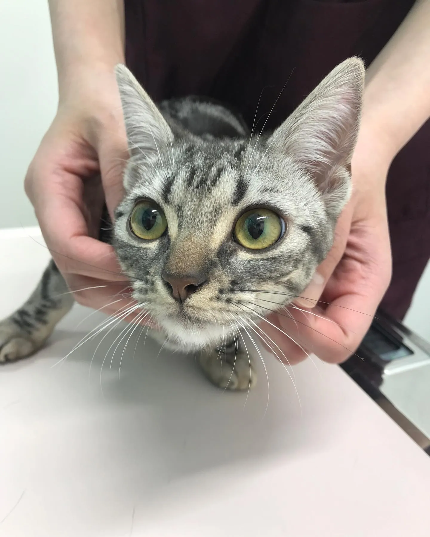 【避妊手術 猫ちゃん】