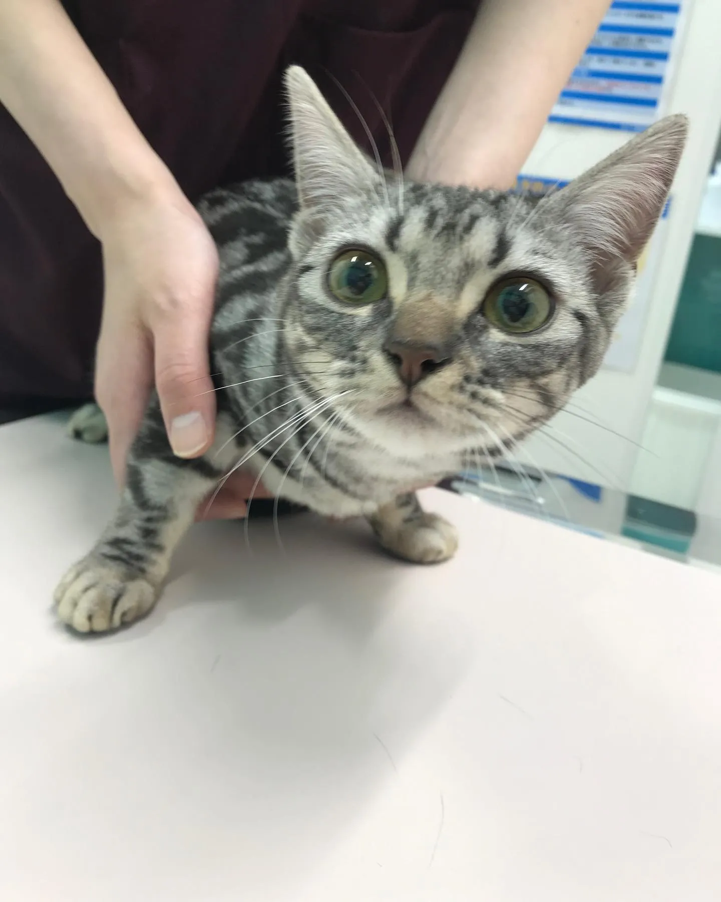 【避妊手術 猫ちゃん】