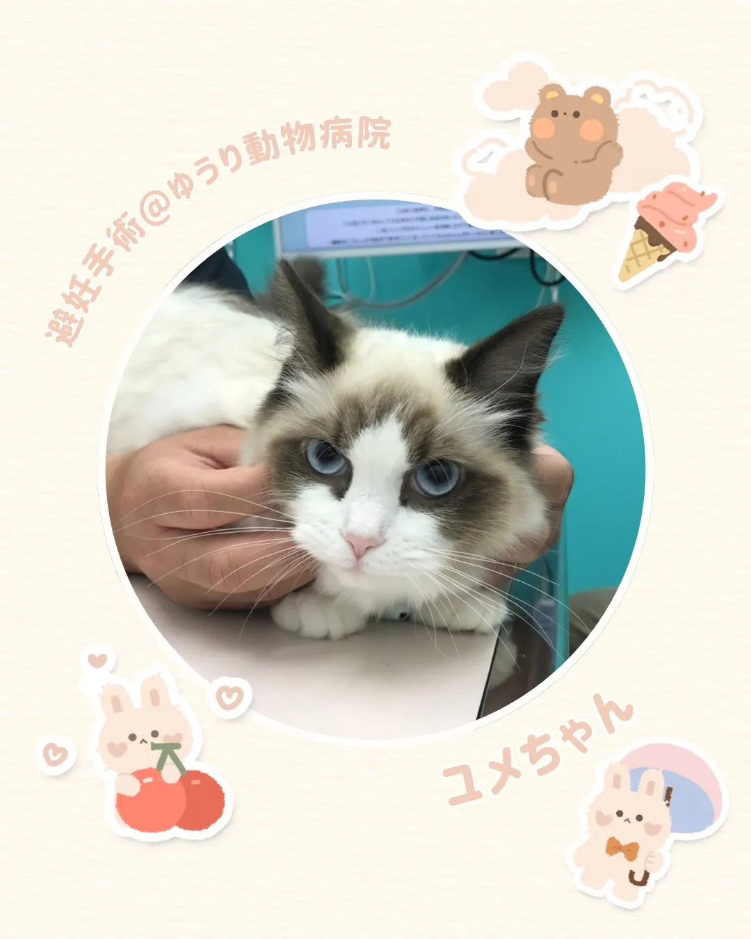 【避妊手術　猫ちゃん】
