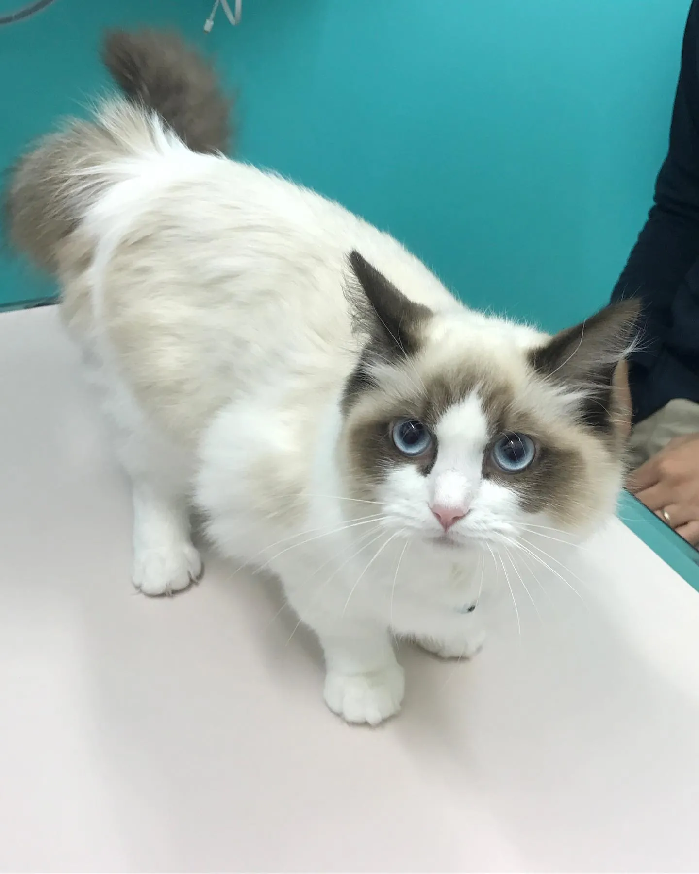 【避妊手術　猫ちゃん】