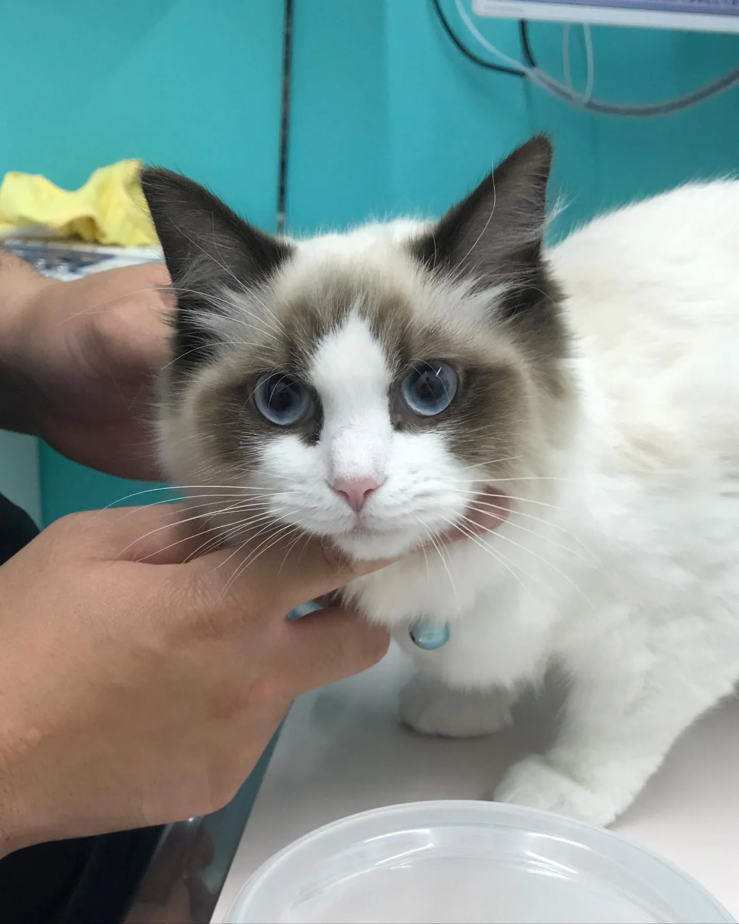 【避妊手術　猫ちゃん】