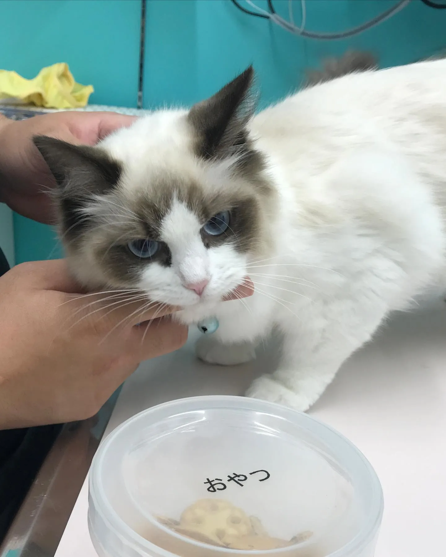 【避妊手術　猫ちゃん】