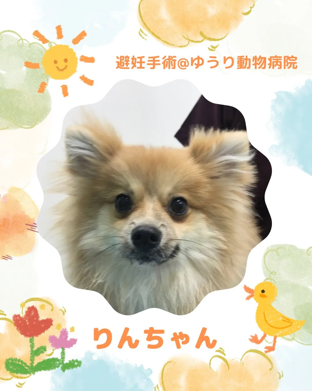 【避妊手術　犬ちゃん】