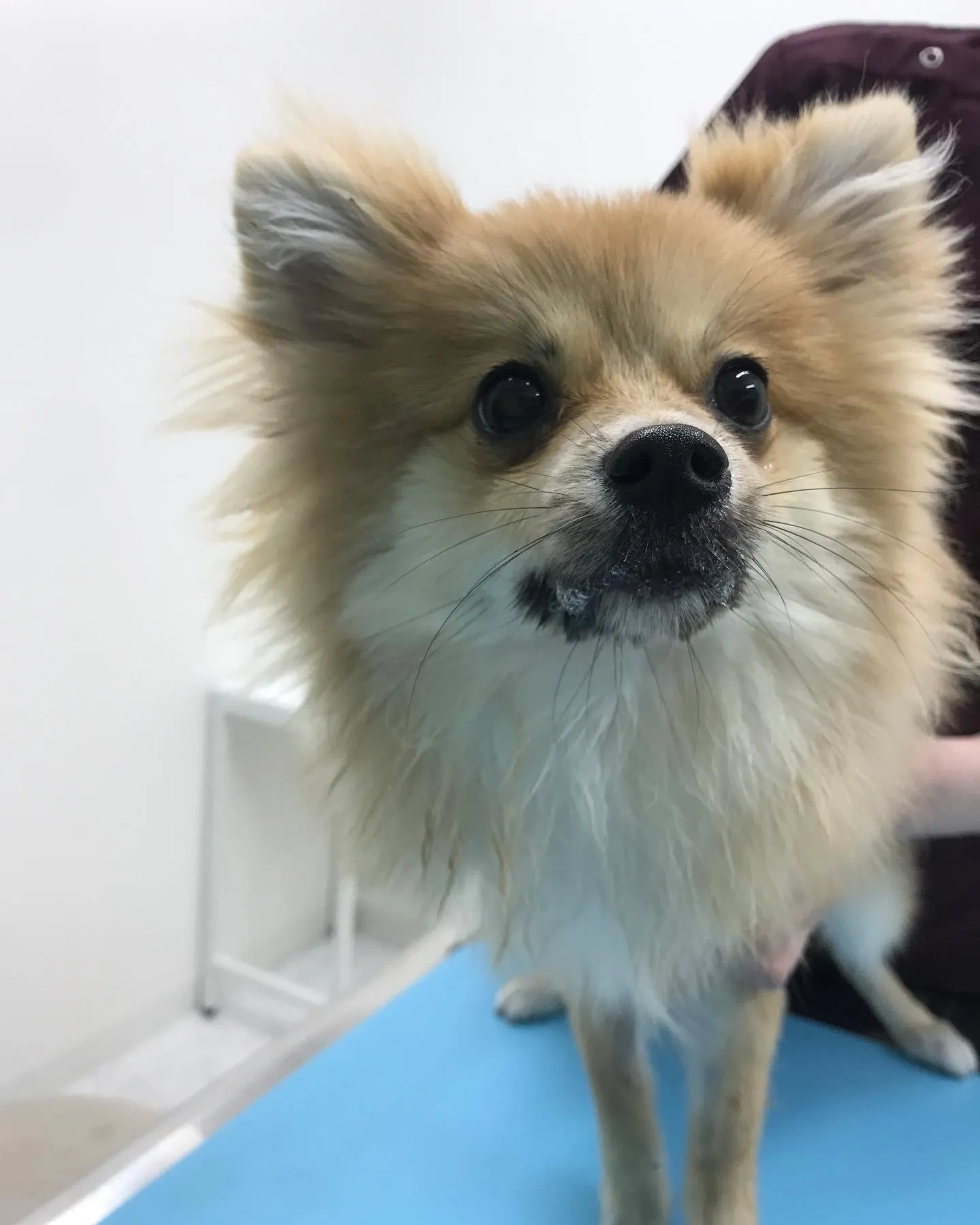 【避妊手術　犬ちゃん】