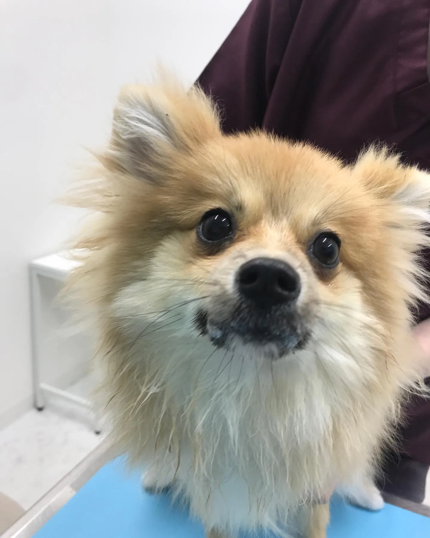 【避妊手術　犬ちゃん】