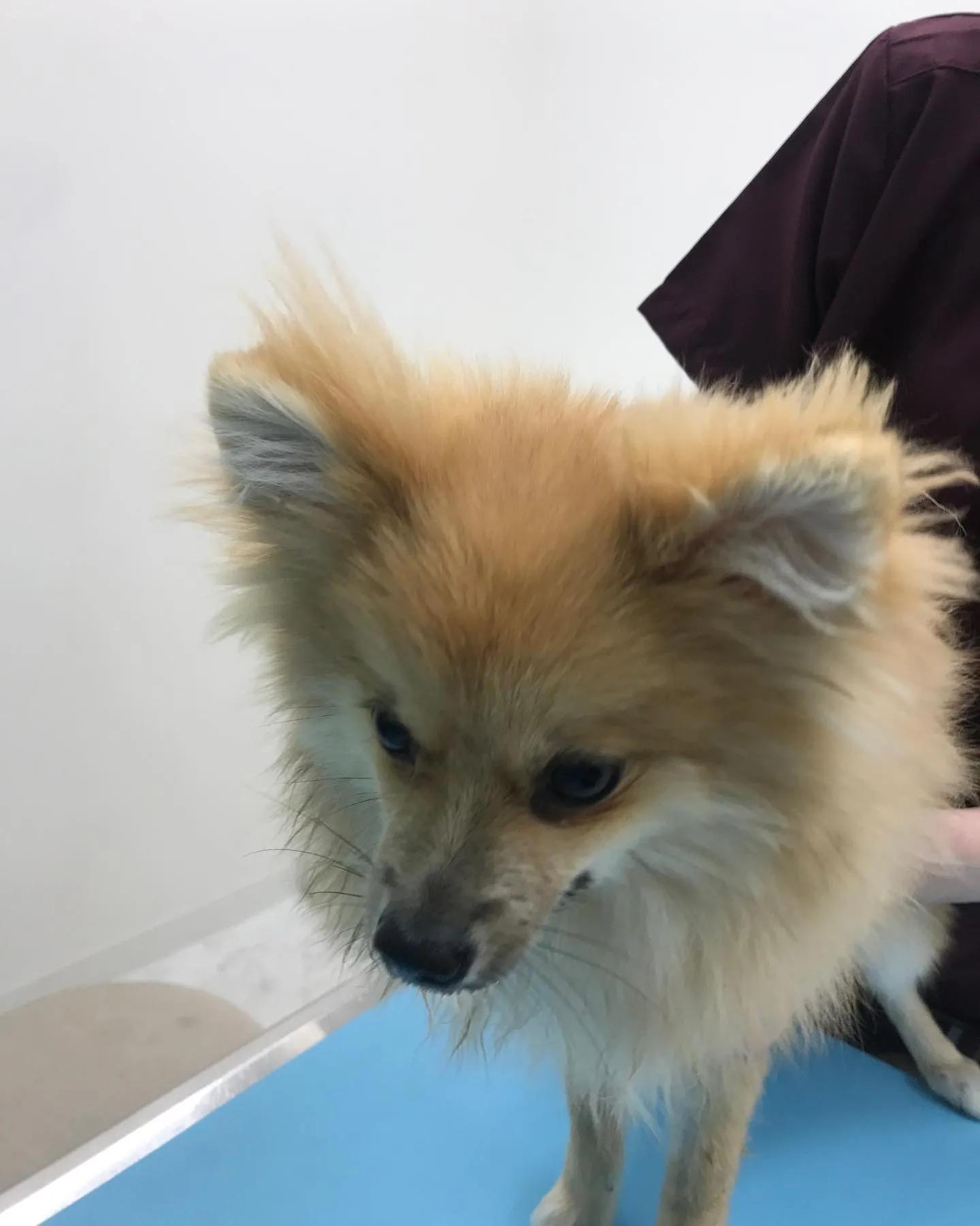 【避妊手術　犬ちゃん】
